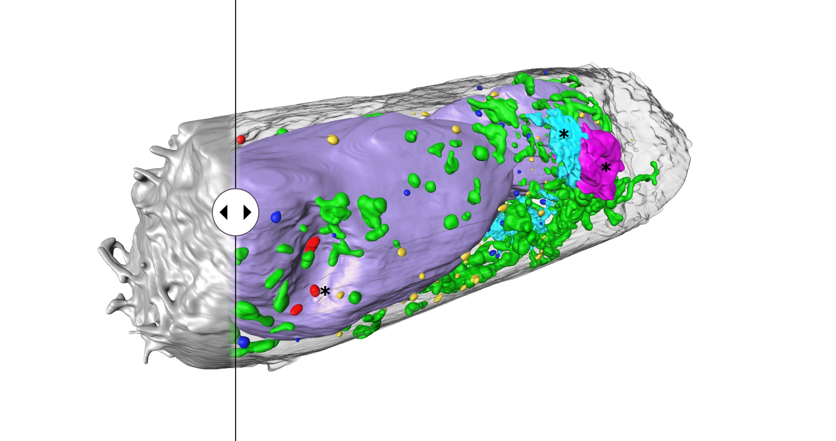 Visualising cell structures in three dimensions in mere minutes