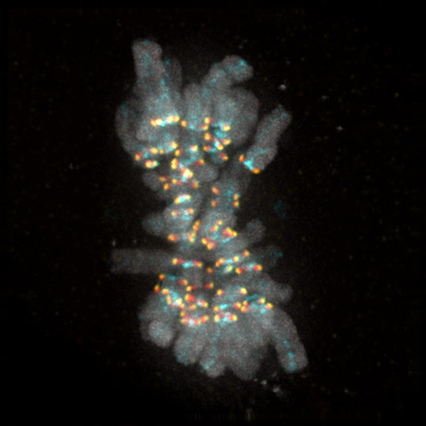 Cell biologists decipher the signal that ensures that no chromosomes are left behind