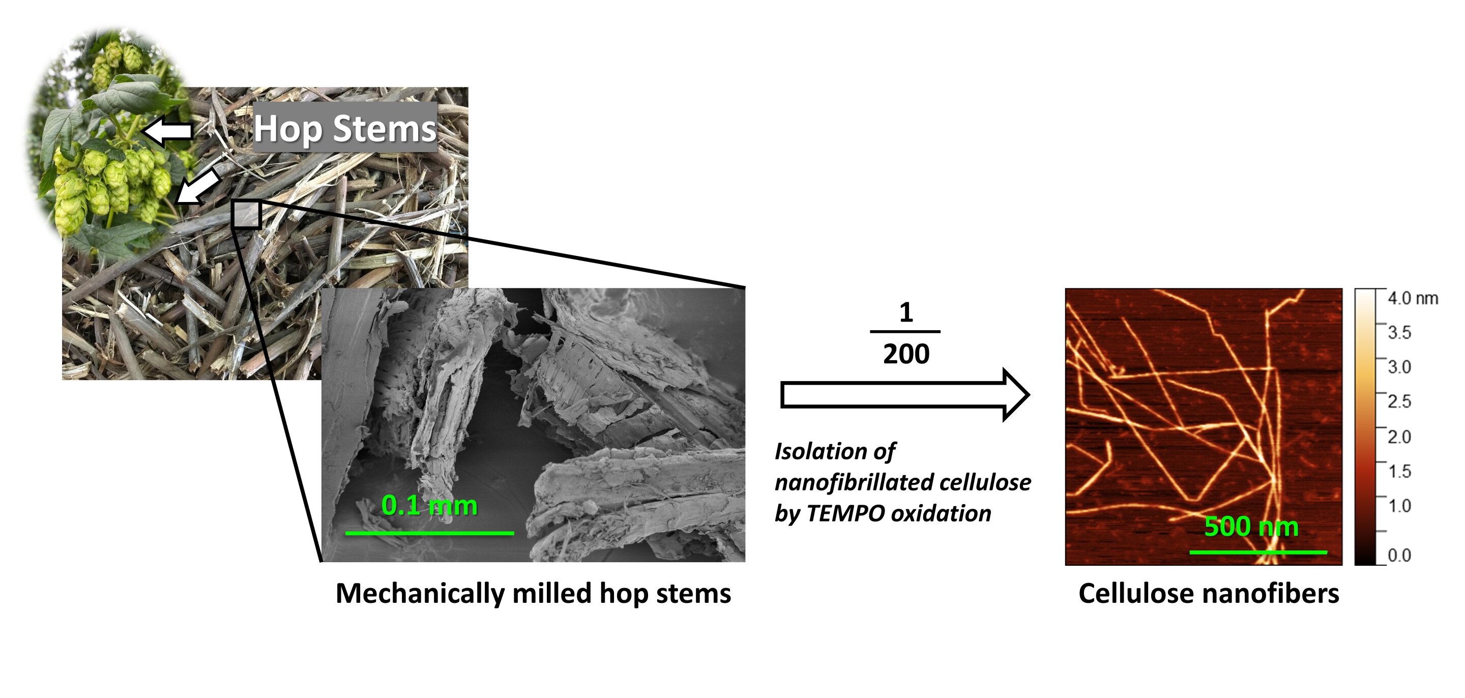 Waste hop stem in the beer industry upcycled into cellulose nanofibers