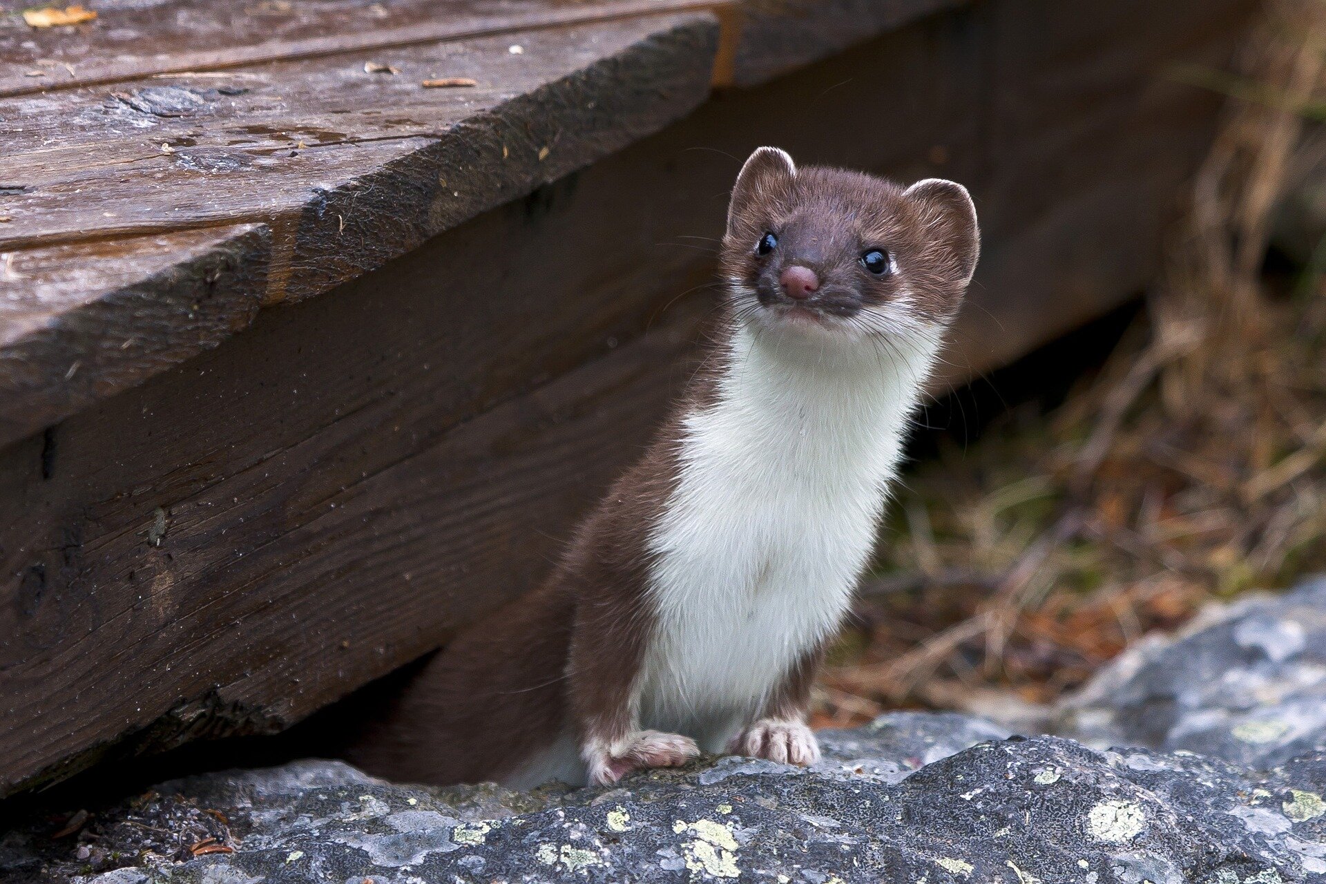 photo of Weasels, not pandas, should be the poster animal for biodiversity loss, says ecologist image