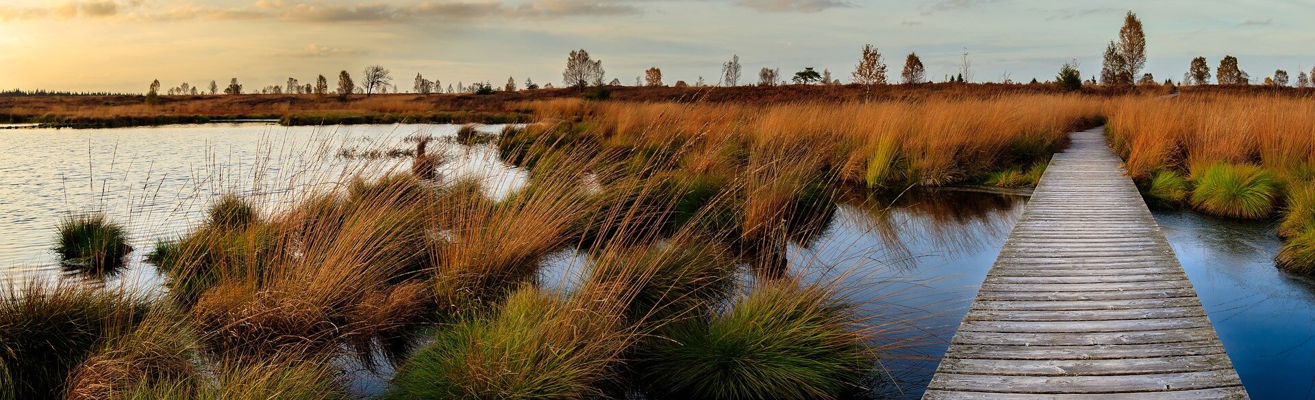 Land-building marsh plants are champions of CO2 capture