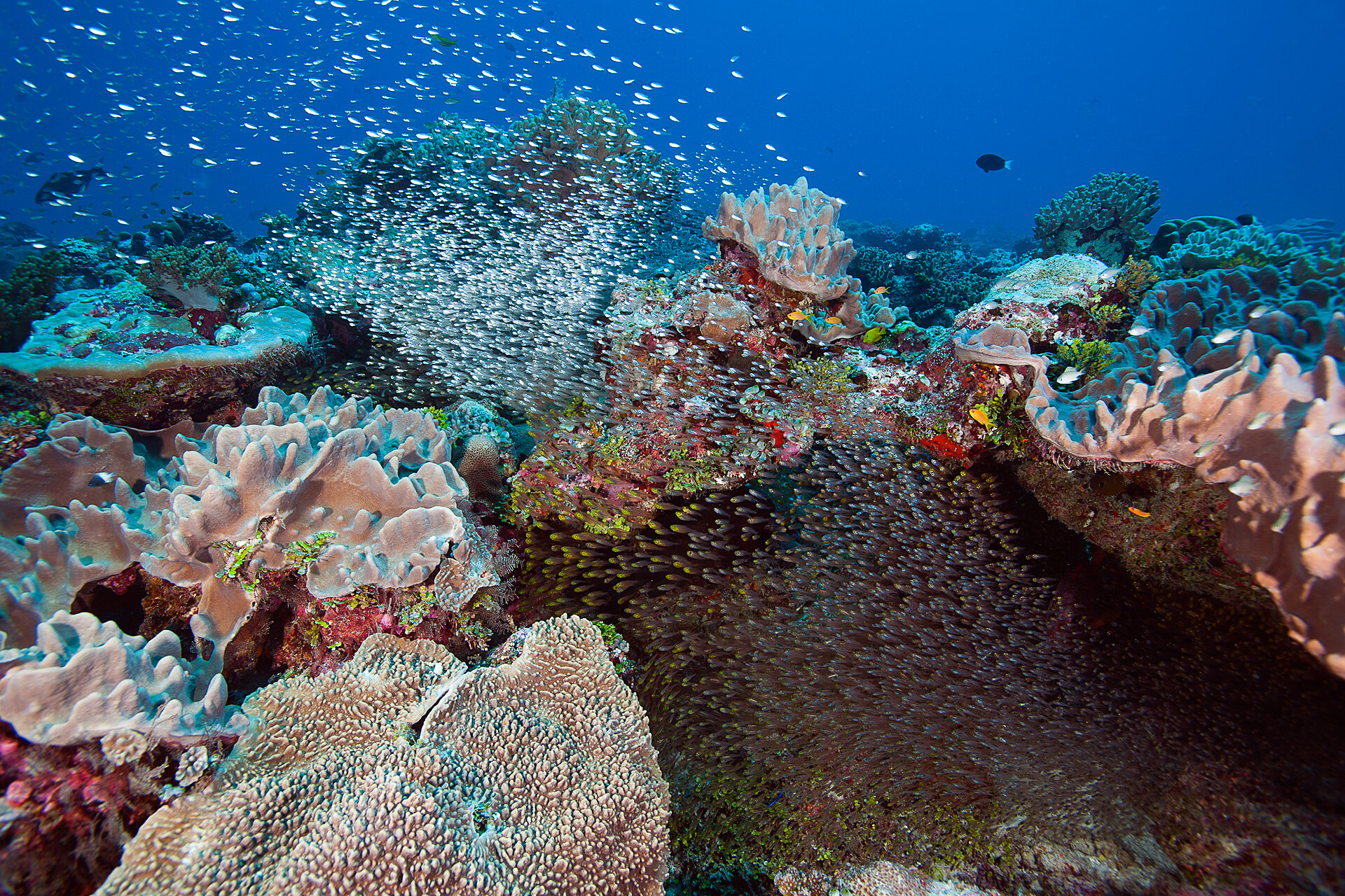 What is happening to the most remote coral reefs on the planet?