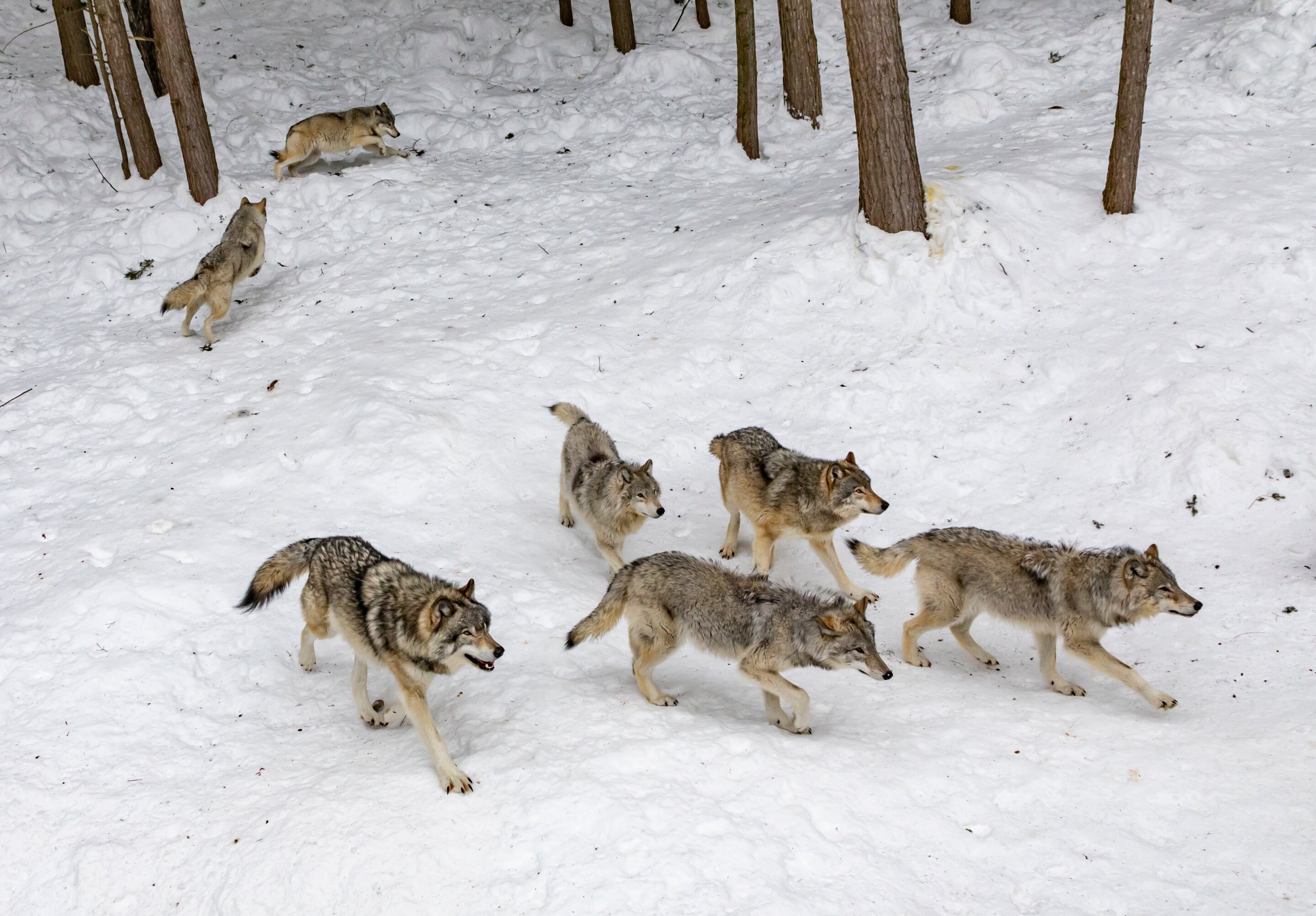 A 30% reduction in Wisconsin's wolf population