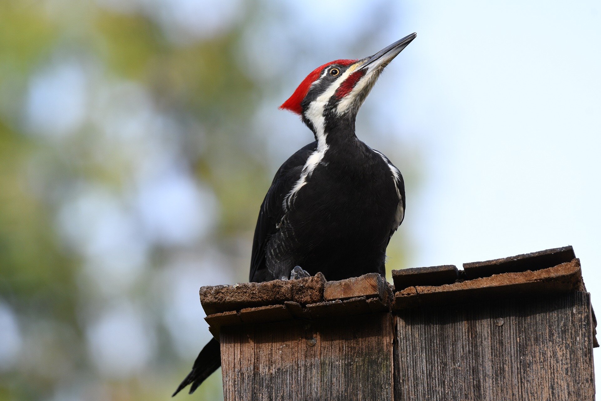 Florida's ivorybilled woodpecker is officially extinct—but a few still
