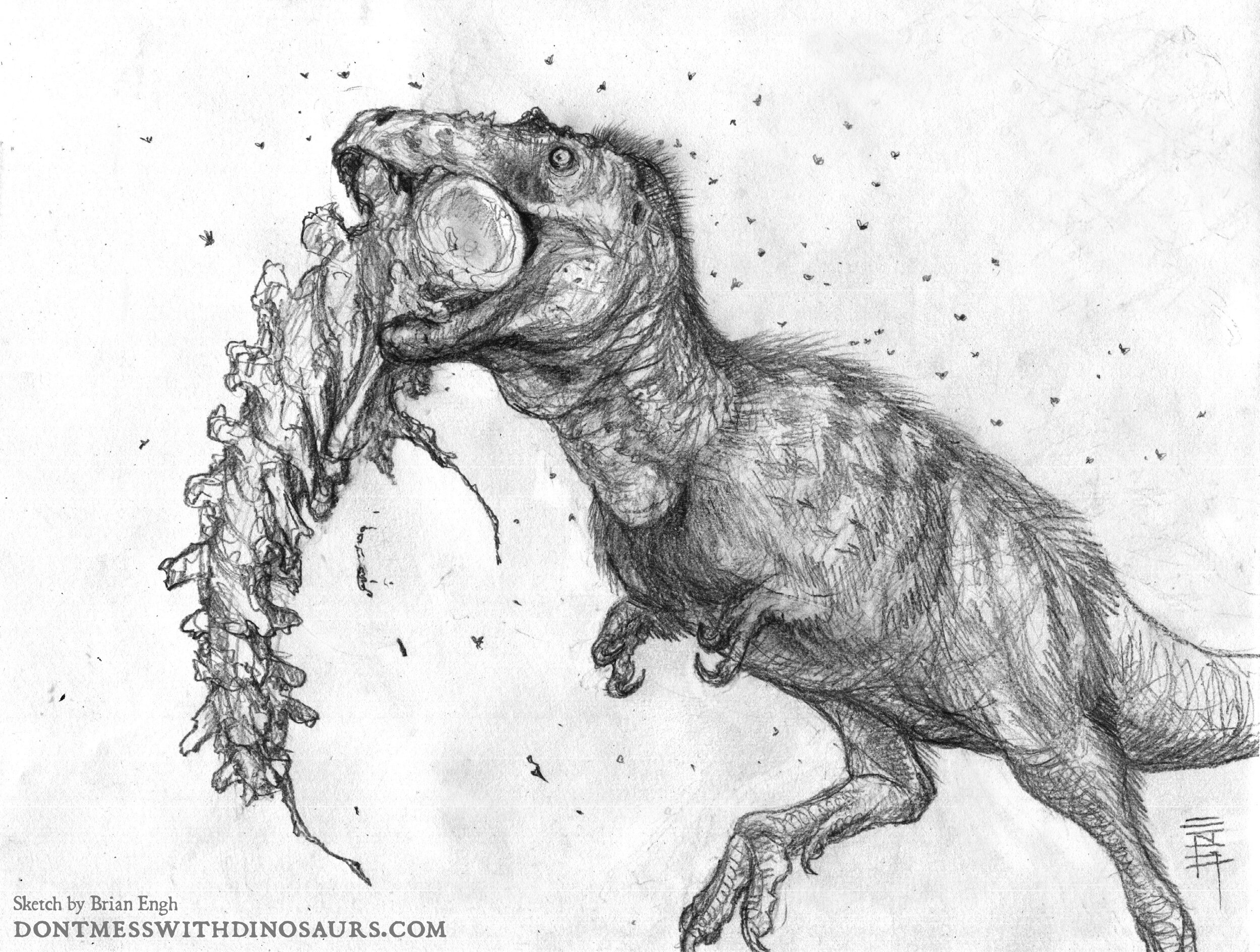 t rex bones drawing - Google Search  Dinosaur drawing, Skull drawing,  Skeleton drawings
