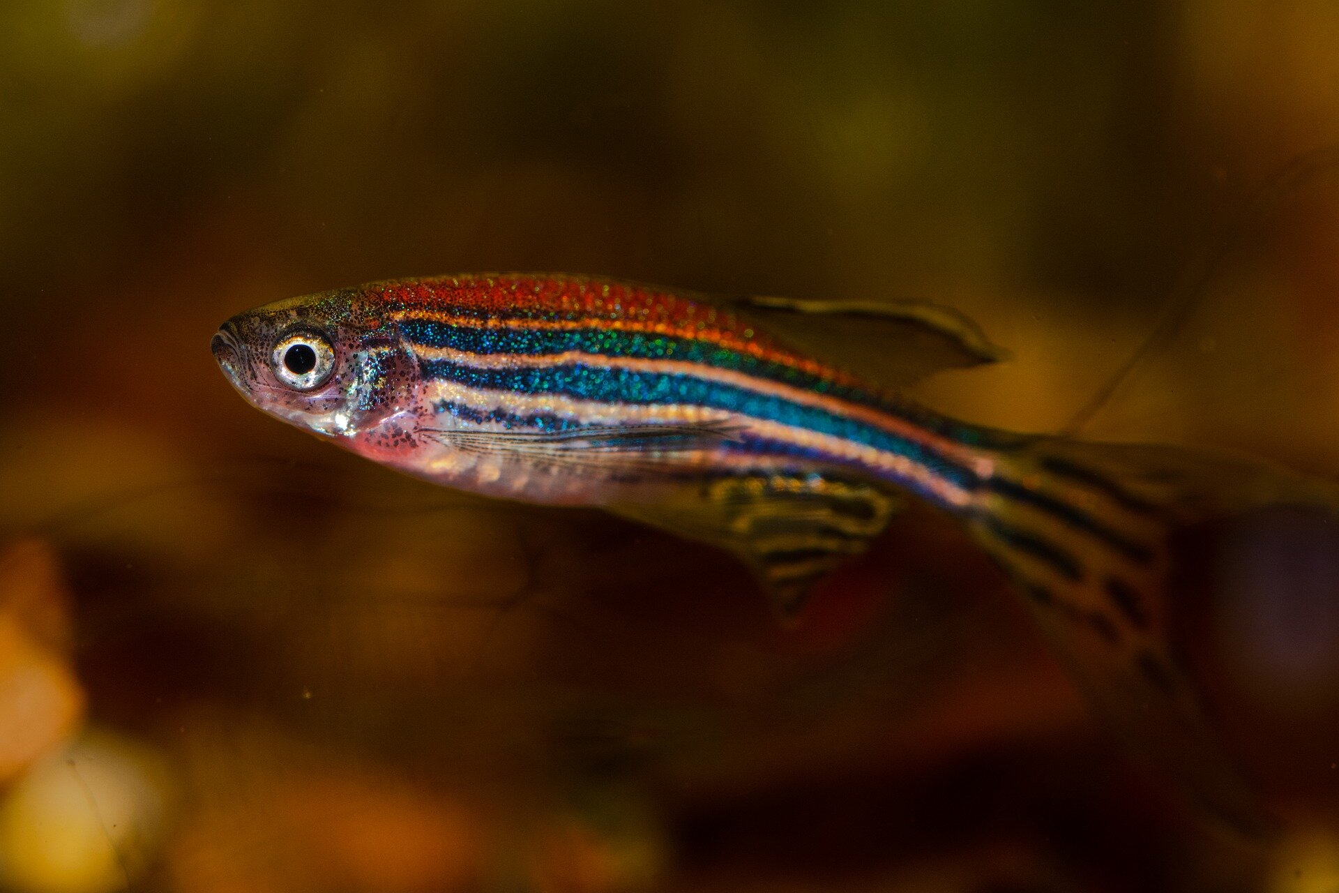 Extensive sequence divergence found between reference genomes of two zebrafish strains