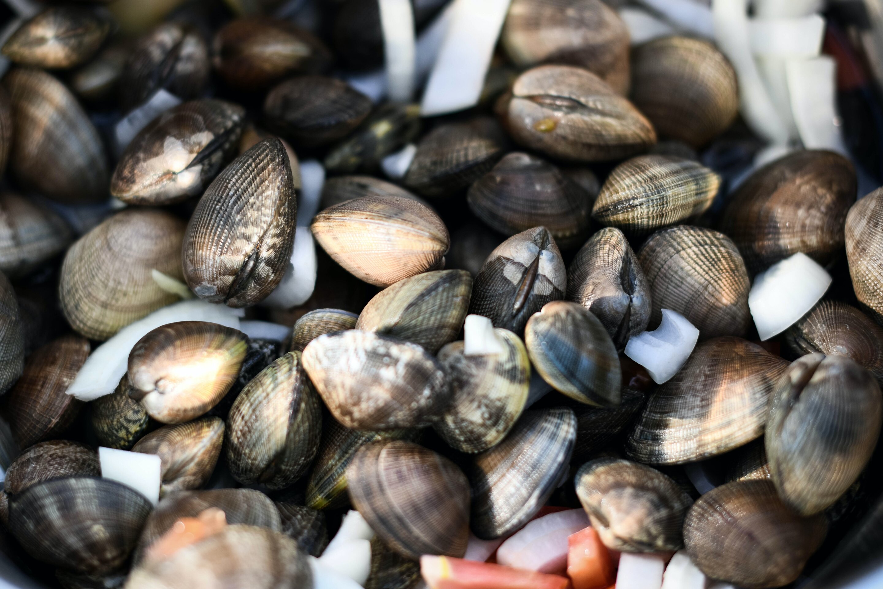 Consumer Alert: Aquarium Moss Balls May Contain Invasive Zebra Mussels -  Sound Rivers