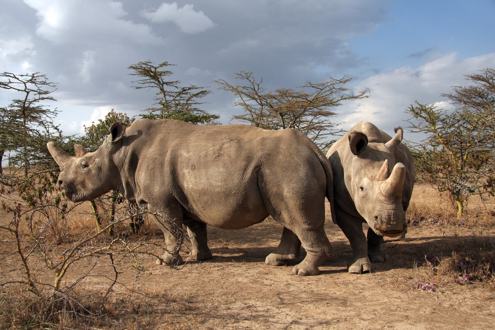 #A big step toward producing rhino gametes