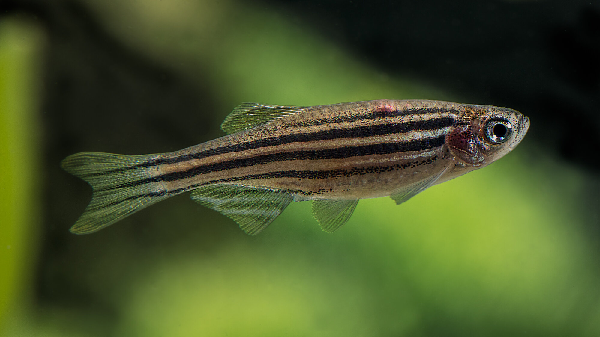 A cushy lab life has its evolutionary costs—when it comes to fish, that is