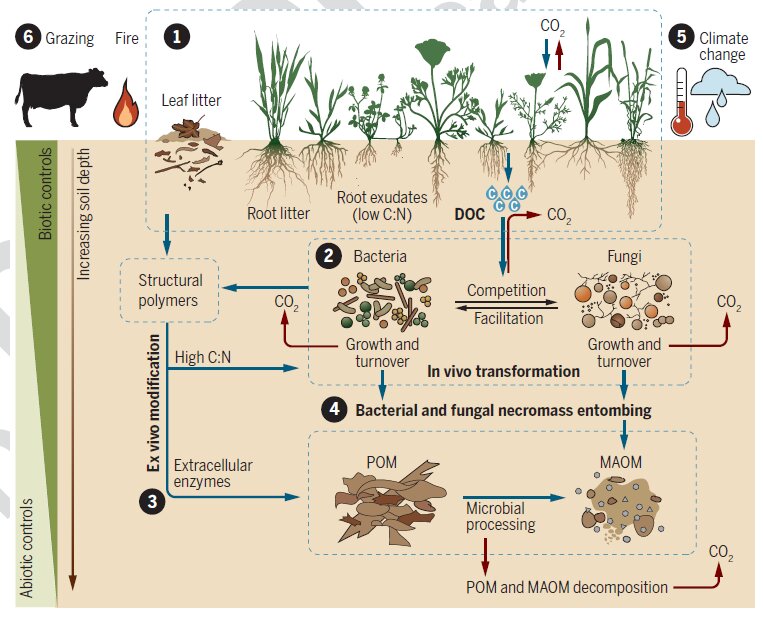 A fresh look into grasslands as carbon sinks