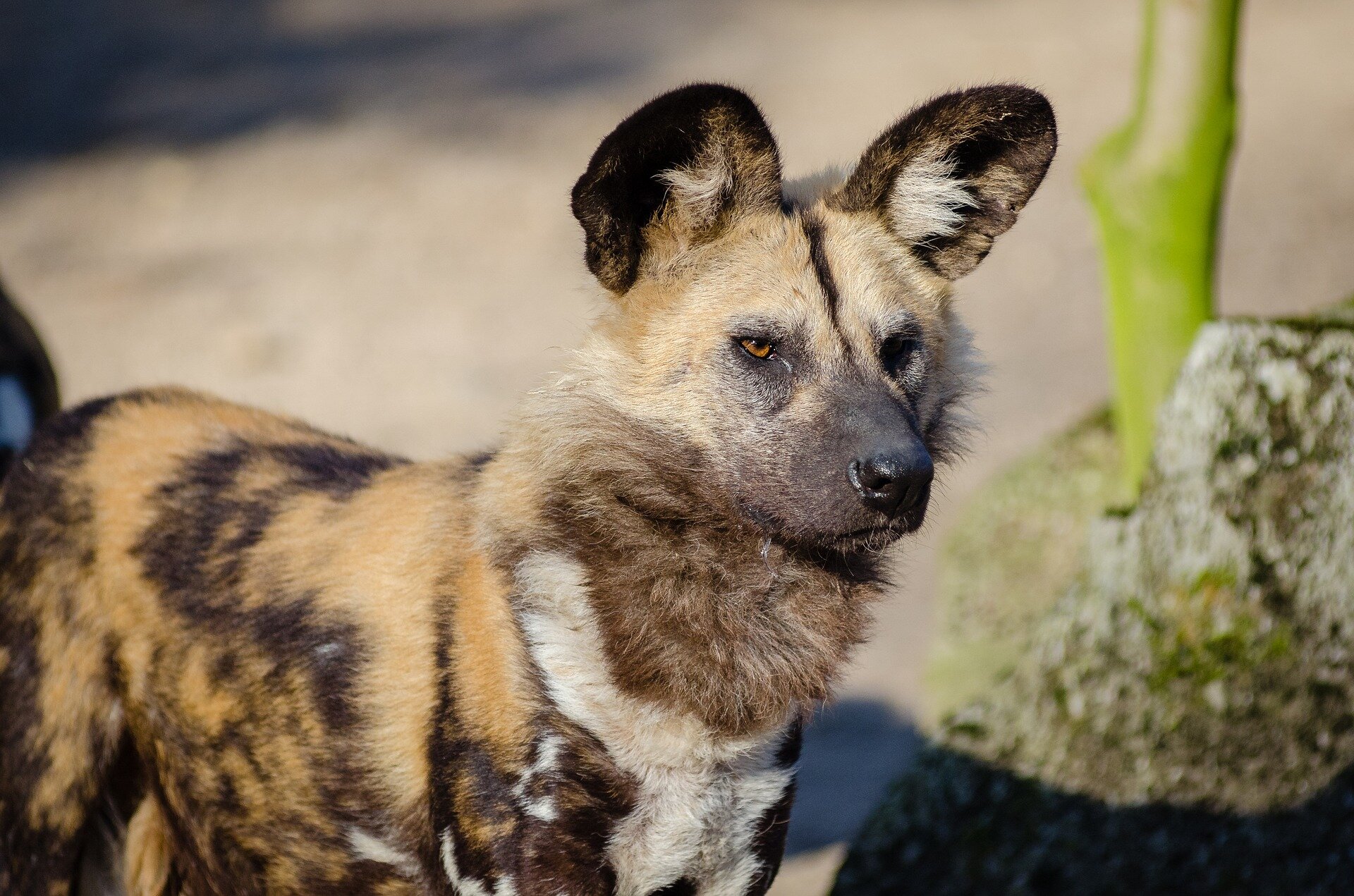 African wild dogs have a feeding queue. Why it makes sense
