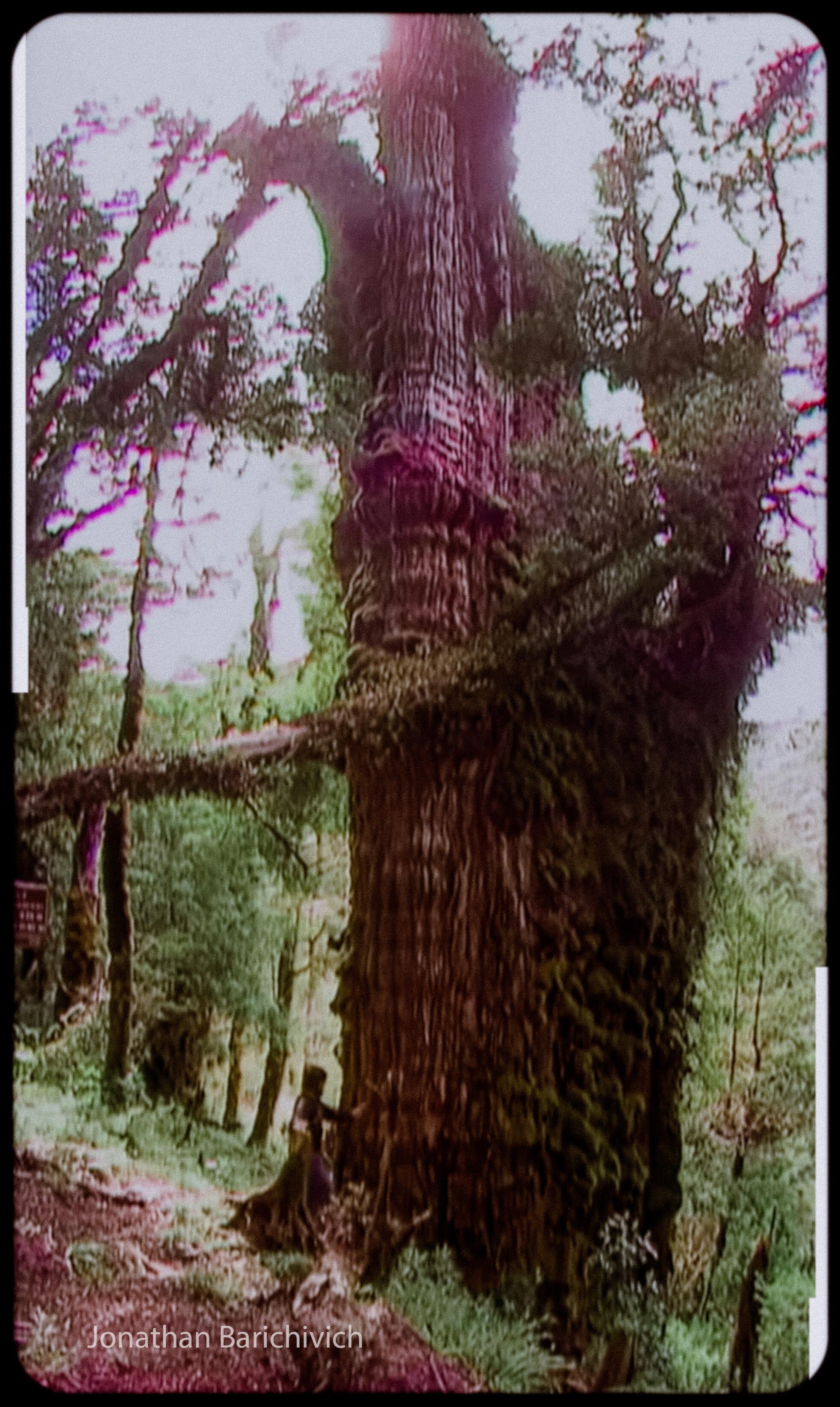 El árbol de yelce en Chile puede ser el más antiguo del mundo