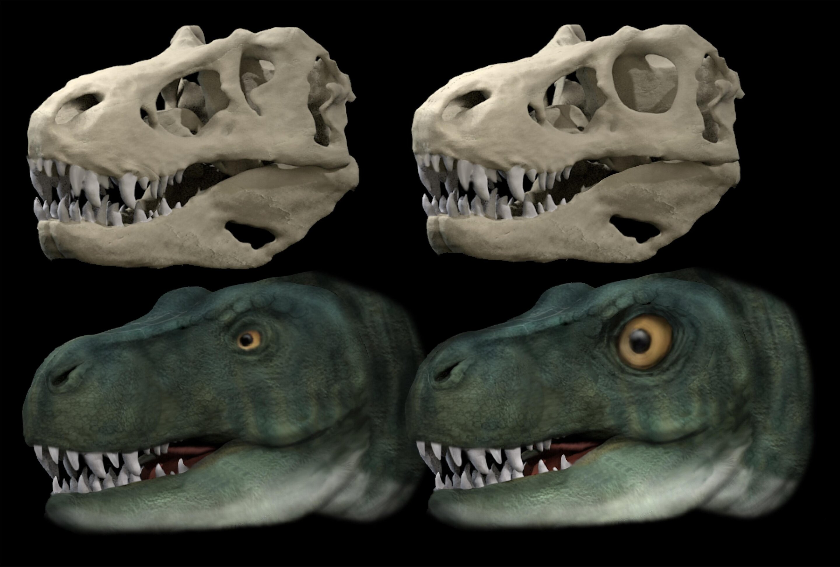 All the better to better eat you with – dinosaurs evolved different eye socket shapes to allow stronger bites