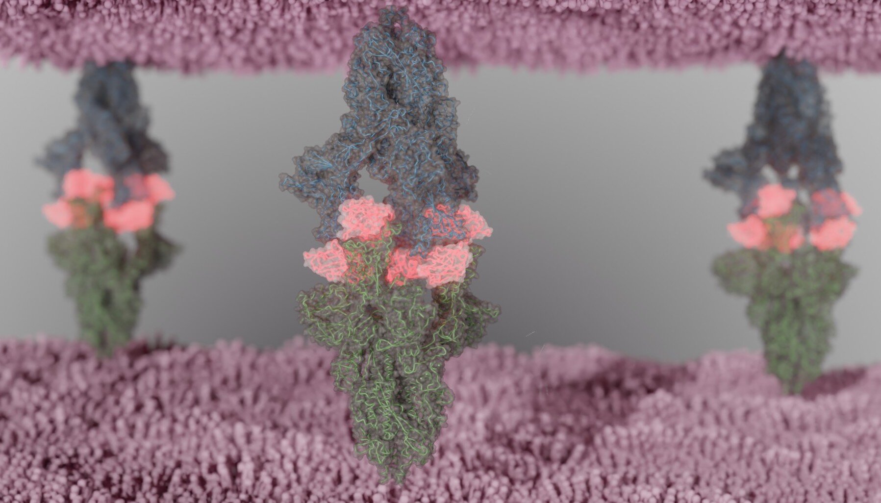 Potent alpaca nanobodies neutralize SARS-CoV-2 variants