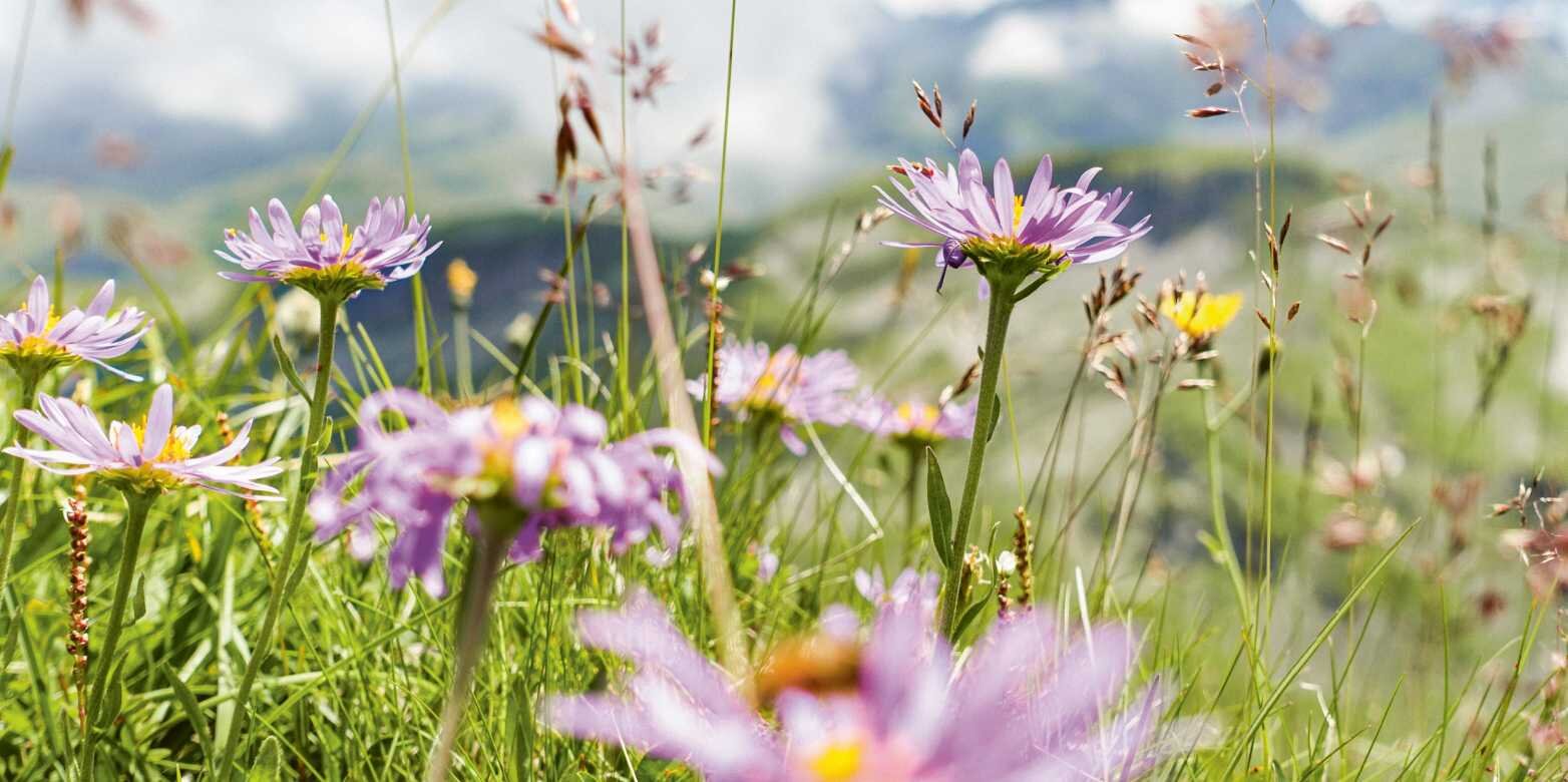 How alpine plants respond to climate change