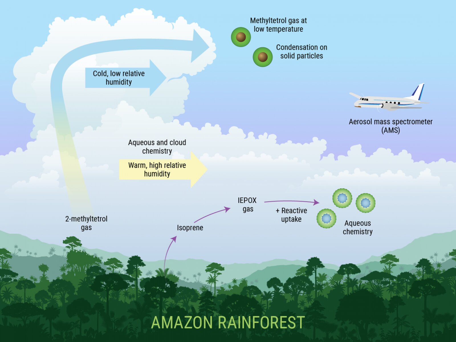 Amazon rainforest foliage gases affect the Earth's atmosphere