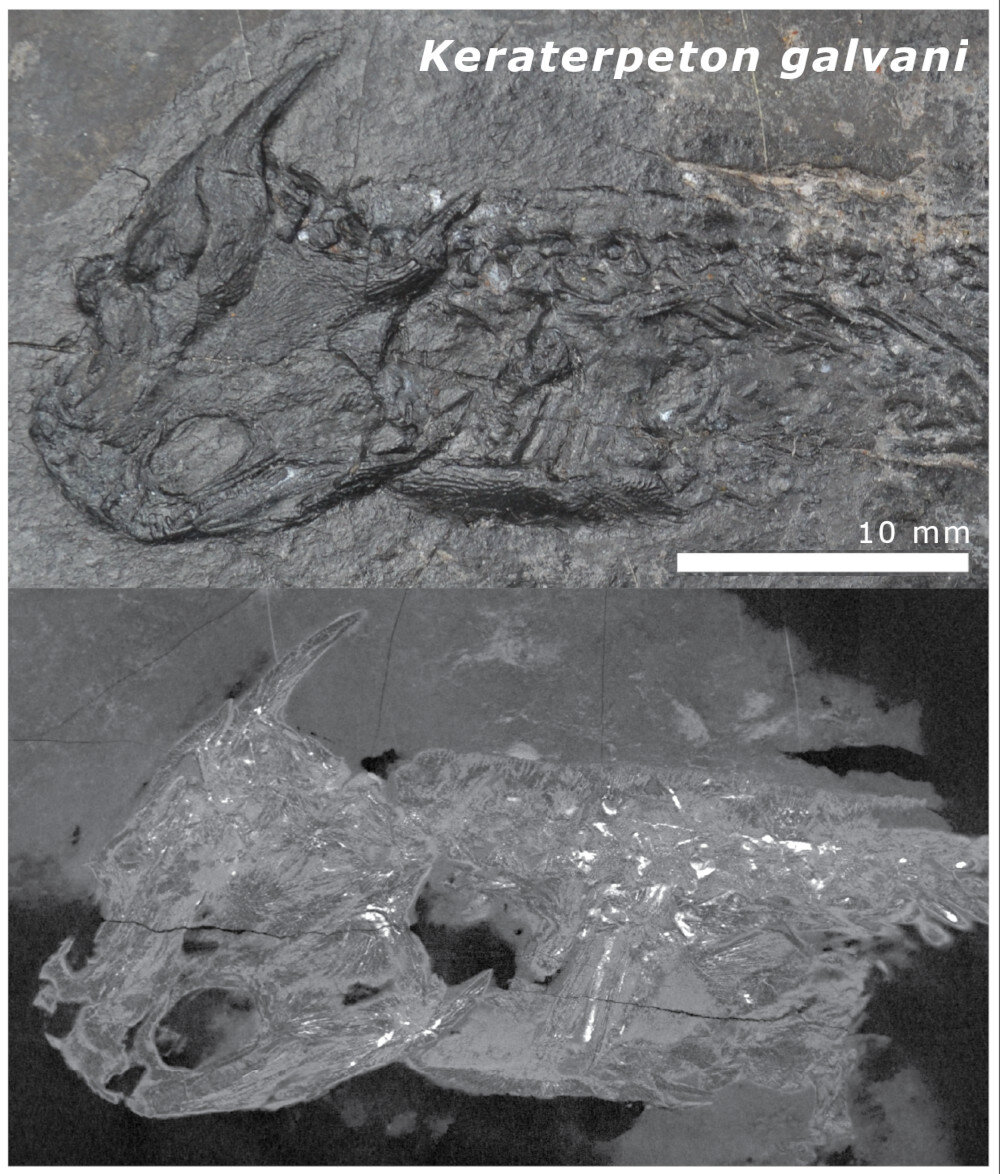 Palaeontology: учёные раскрыли загадку запечённых костей древних амфибий в Ирландии