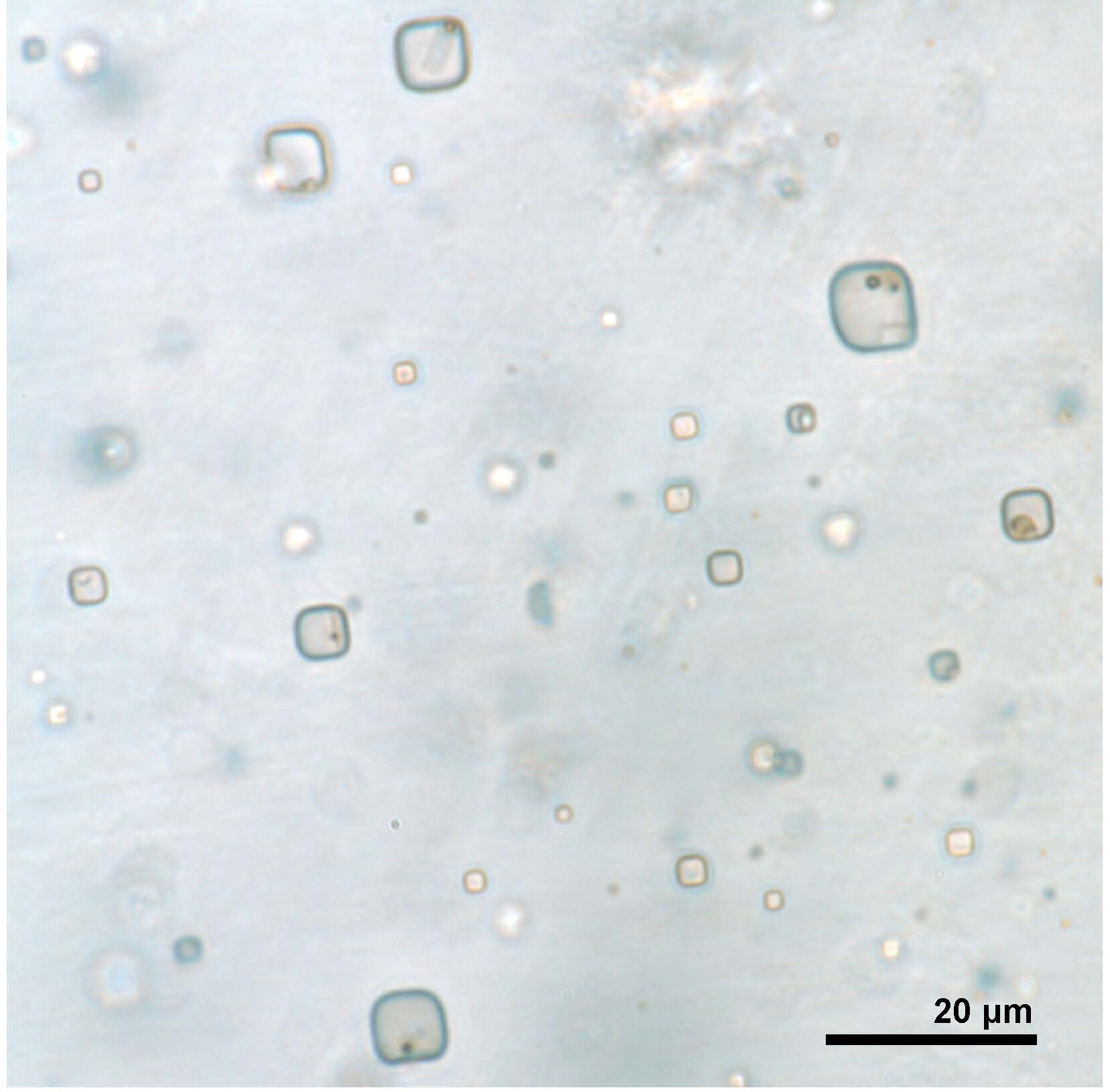 Ancient microorganisms found in halite may have implications for search for life