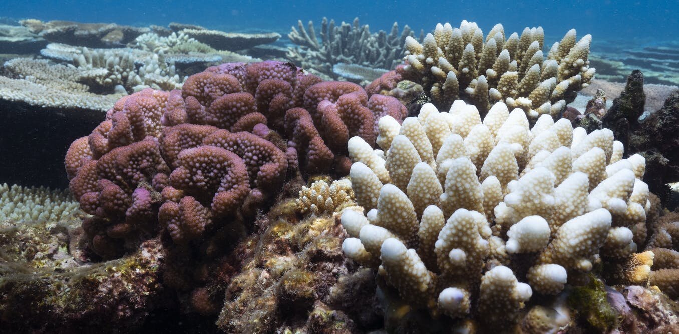 Another mass bleaching event is devastating the Great Barrier Reef ...