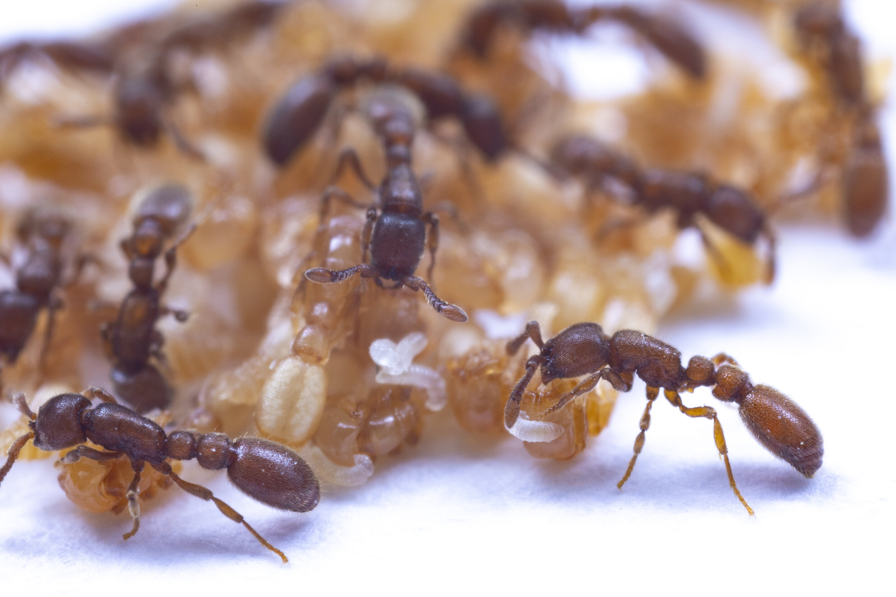 Куколки муравьев. Муравьи. Личинки и куколки муравьев.
