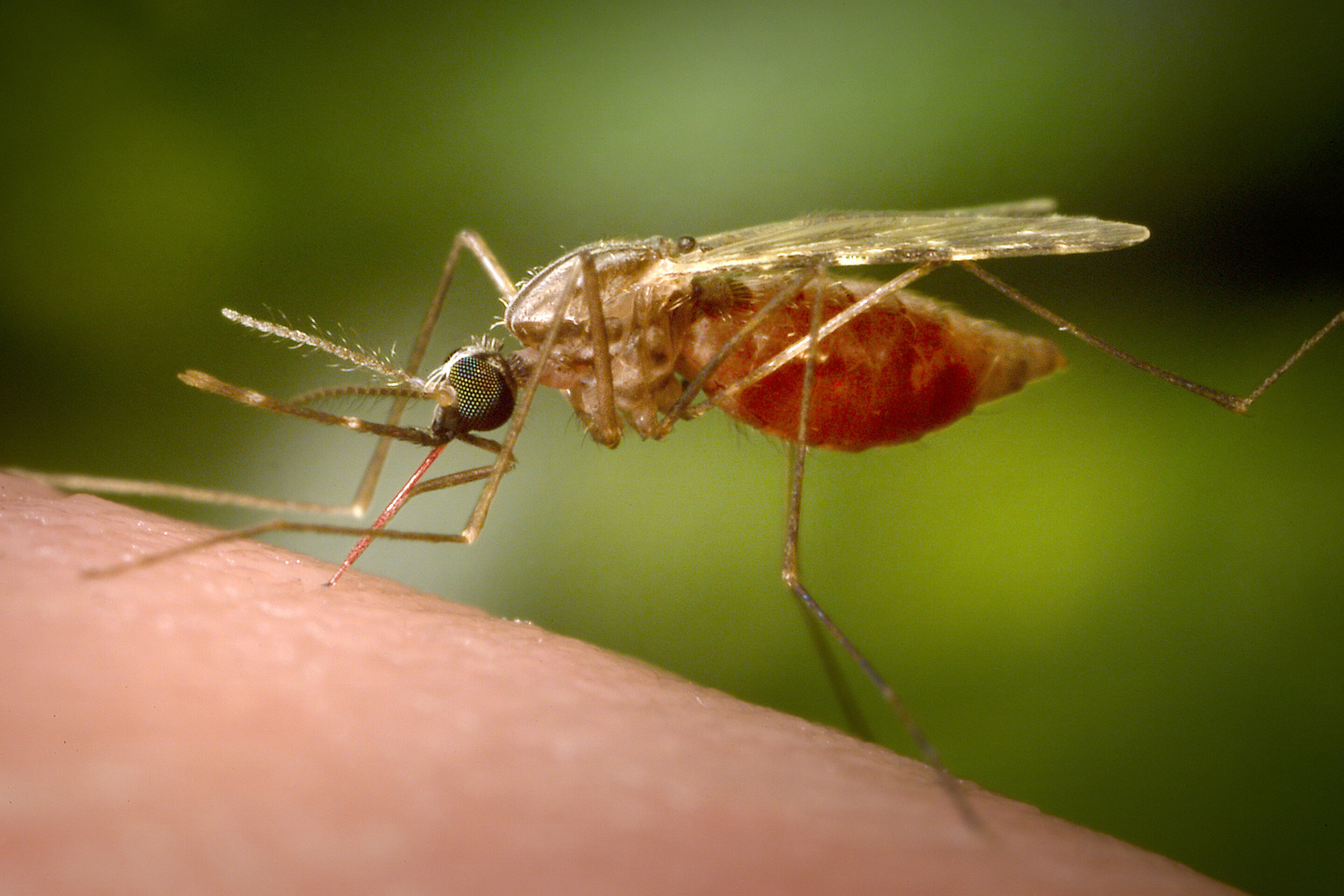 #Antibody treatment tested as new tool against malaria