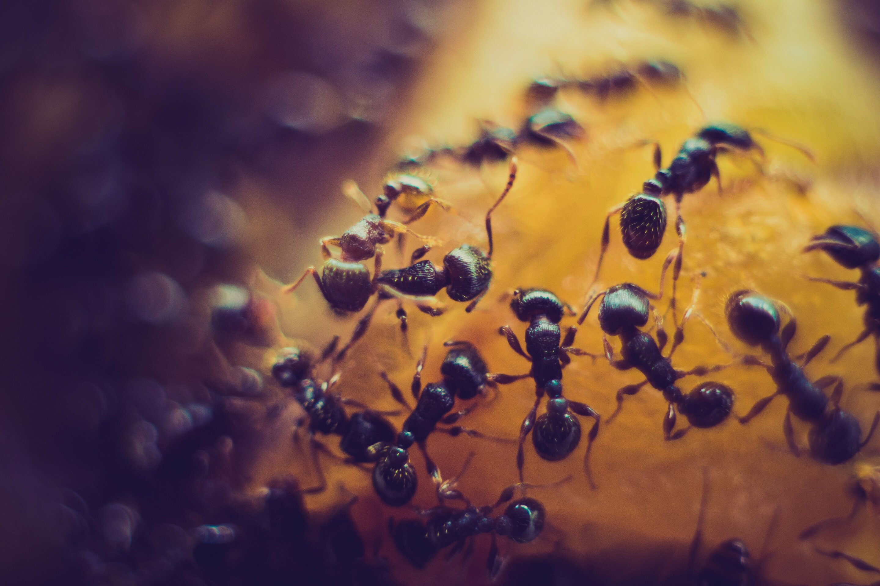 #How ants and robots pull off a prison escape without a plan or a planner