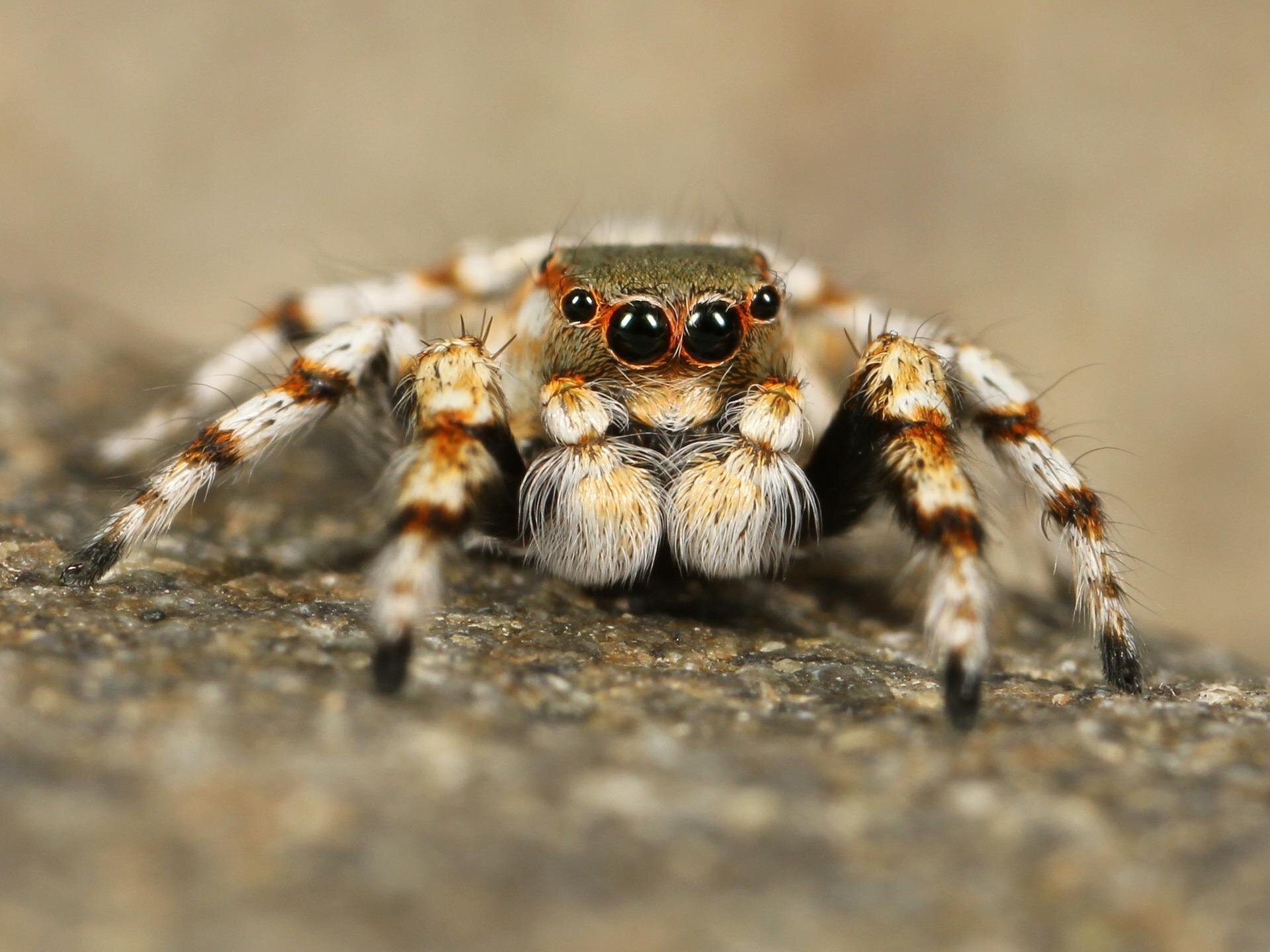 An exploration of global patterns of trade in arachnids reveals 1,264 species fr..