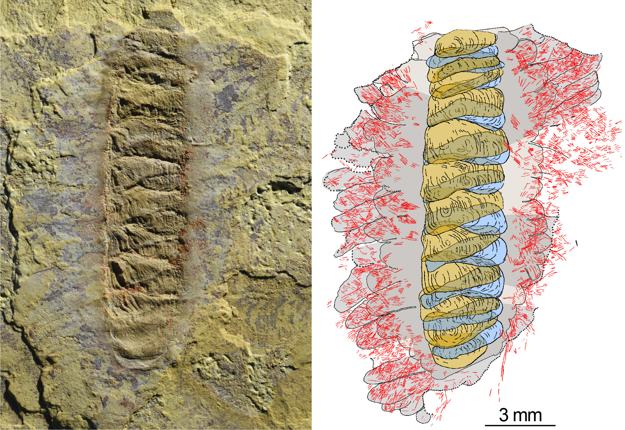 El fósil Wufengella y un dibujo que describe los principales componentes del organismo. Crédito: Jakob Vinther y Luke Parry