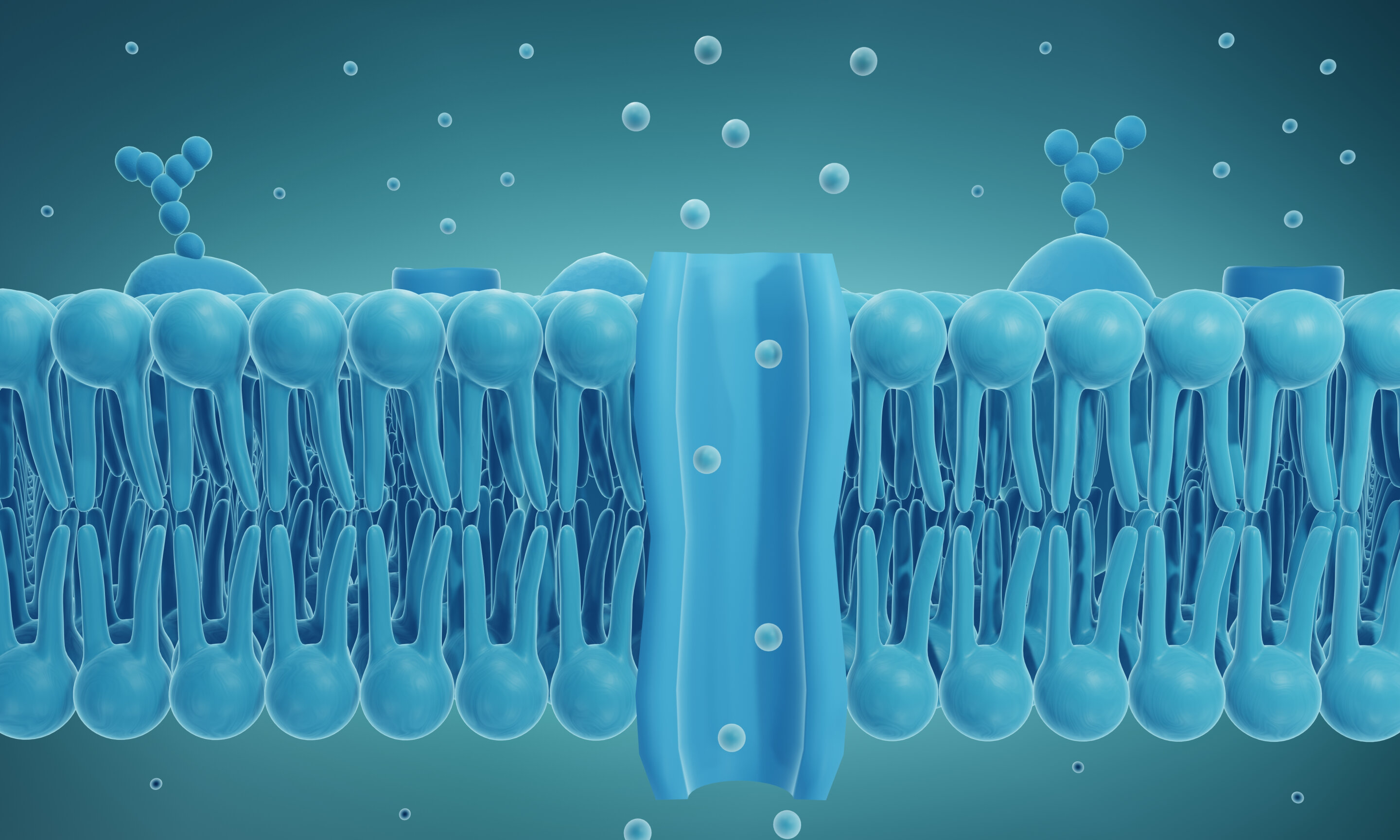 Artificial cell membrane channels composed of DNA can be opened and locked with ..