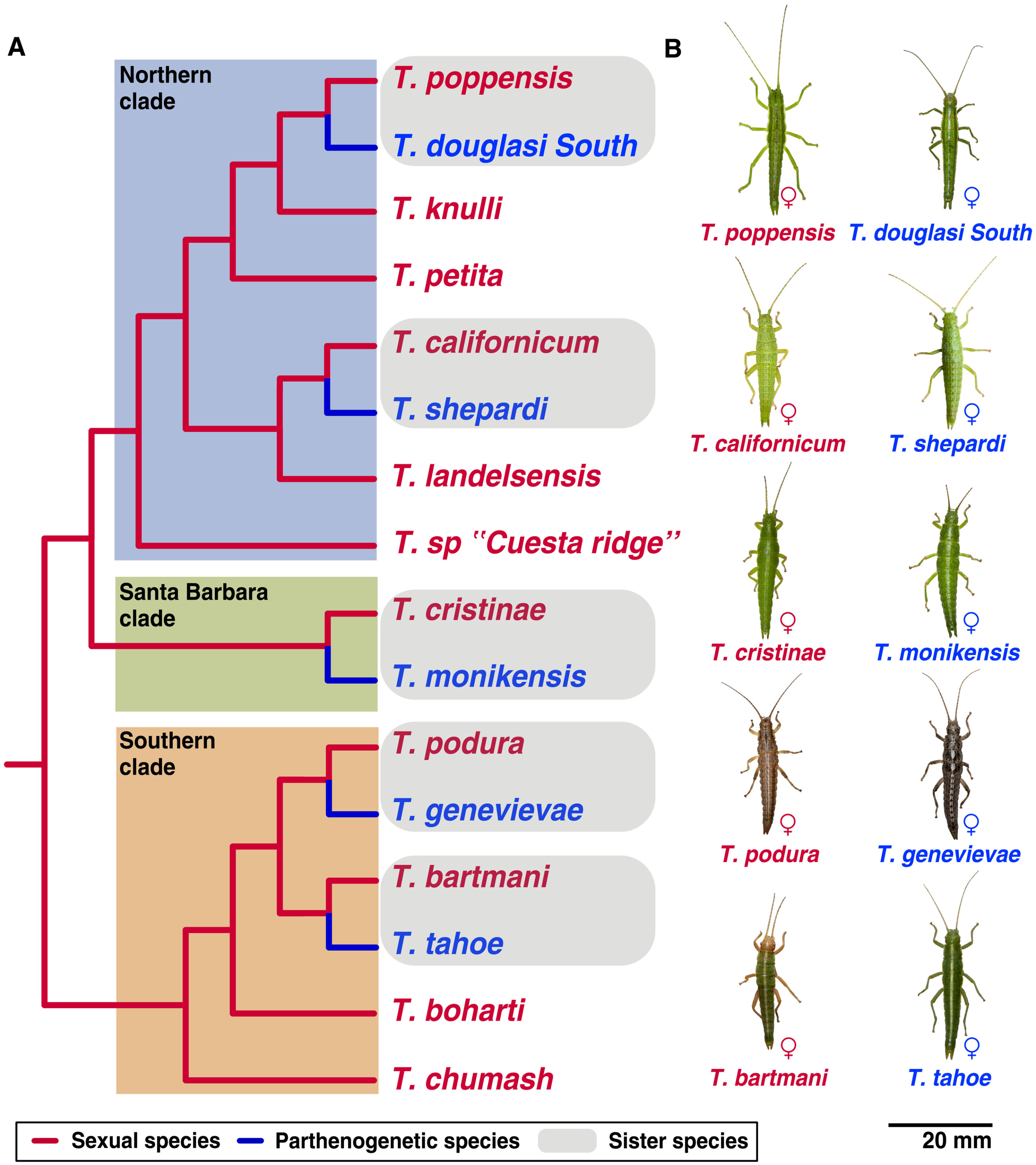 Asexual reproduction can have negative effects on genome evolution in stick  insects