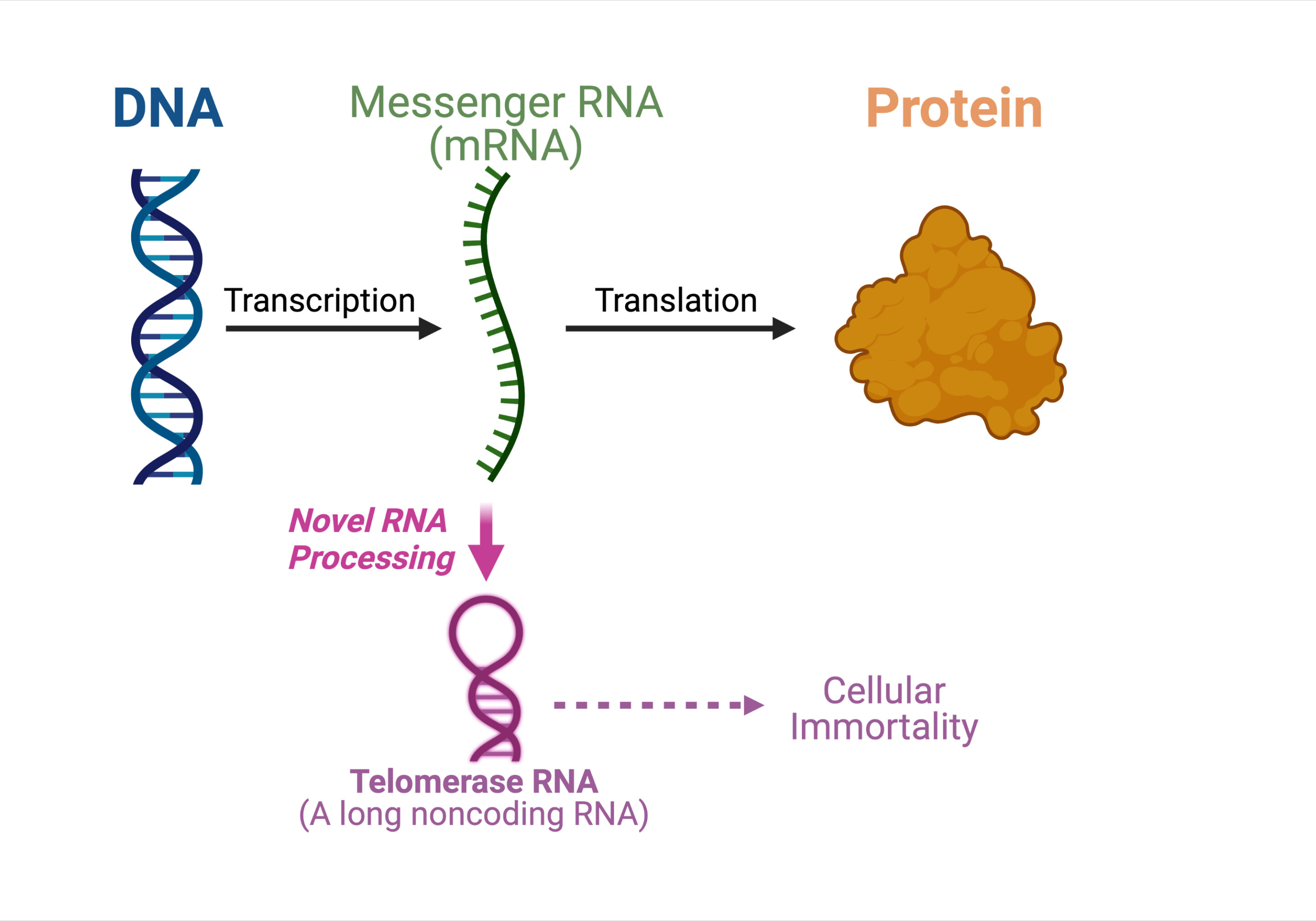 Scientists discover dual-function messenger RNA