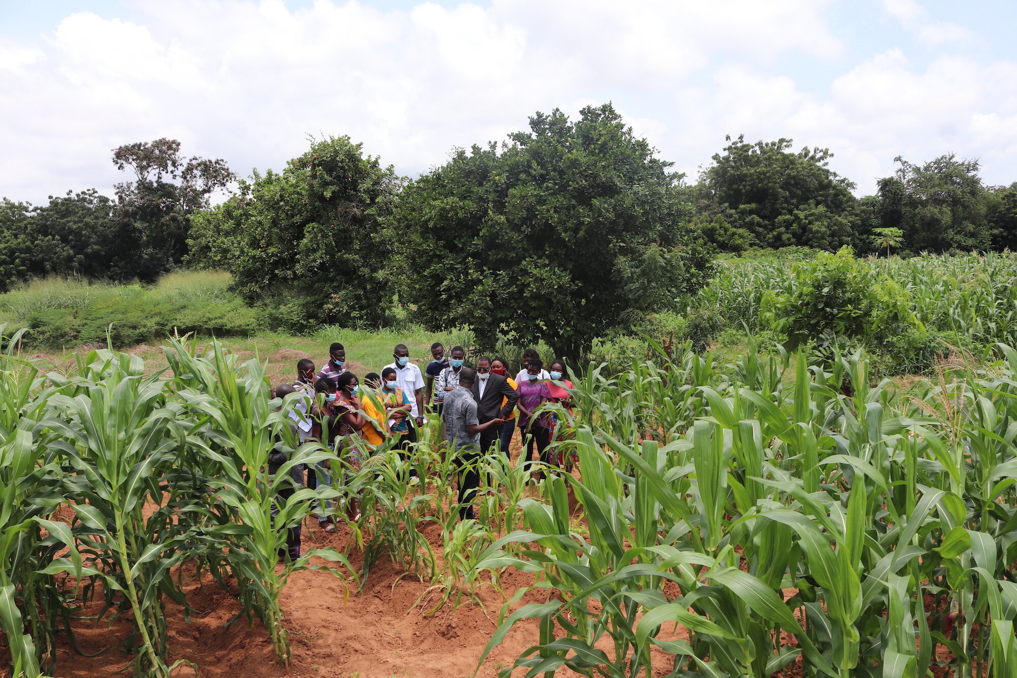 photo of Balanced fertilization: A fulcrum for sustainable production of maize and rice in Africa image