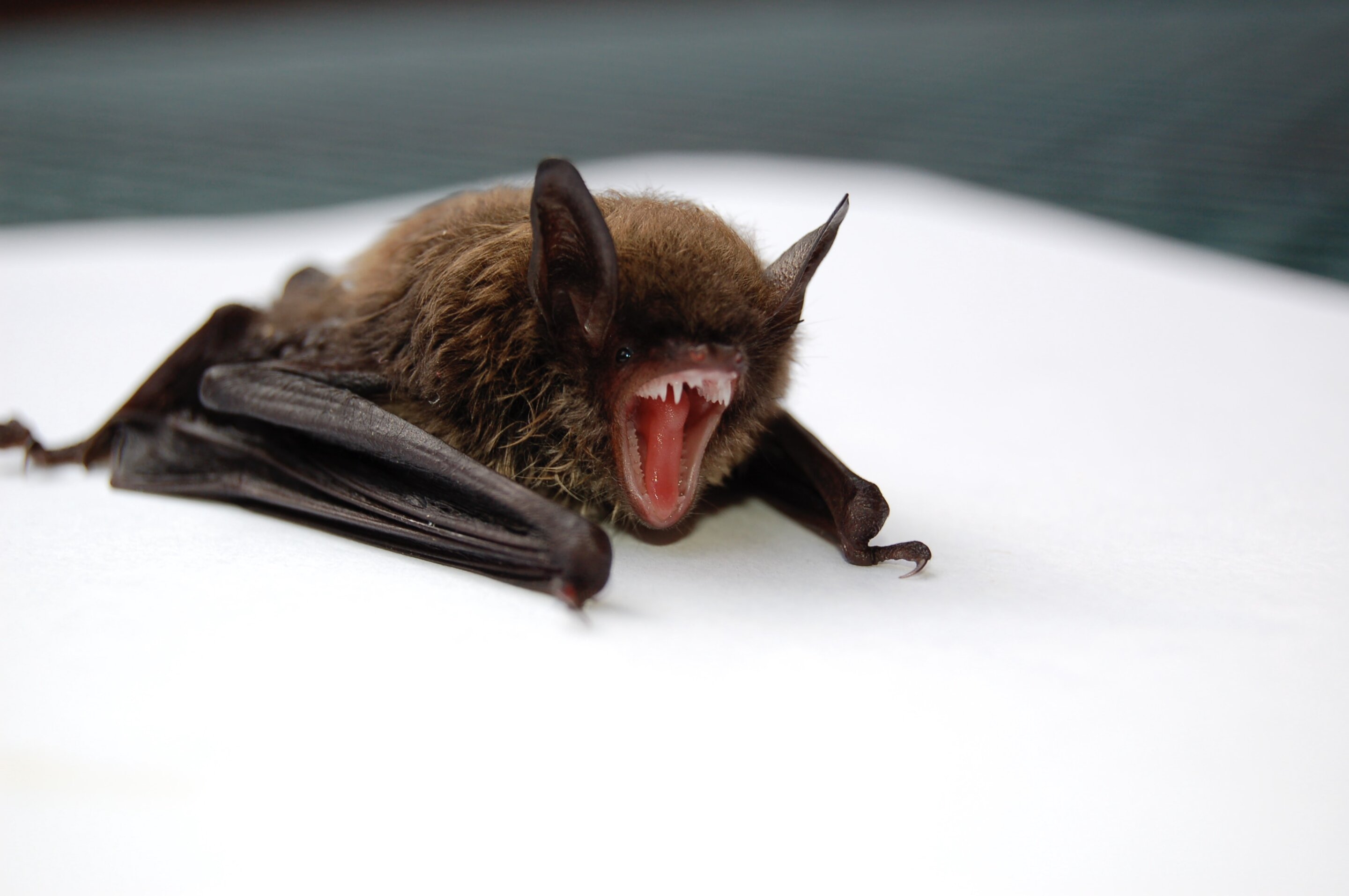 photo of Bat with species-devastating fungus discovered in Colorado image