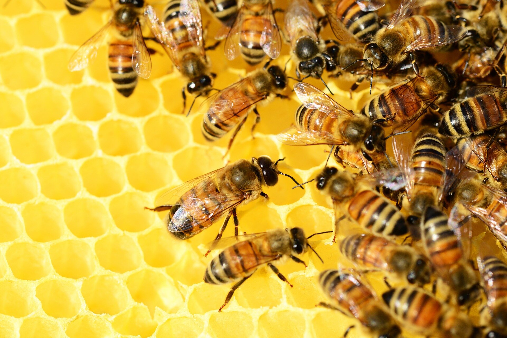 #Bees help mentally ill on Greek island