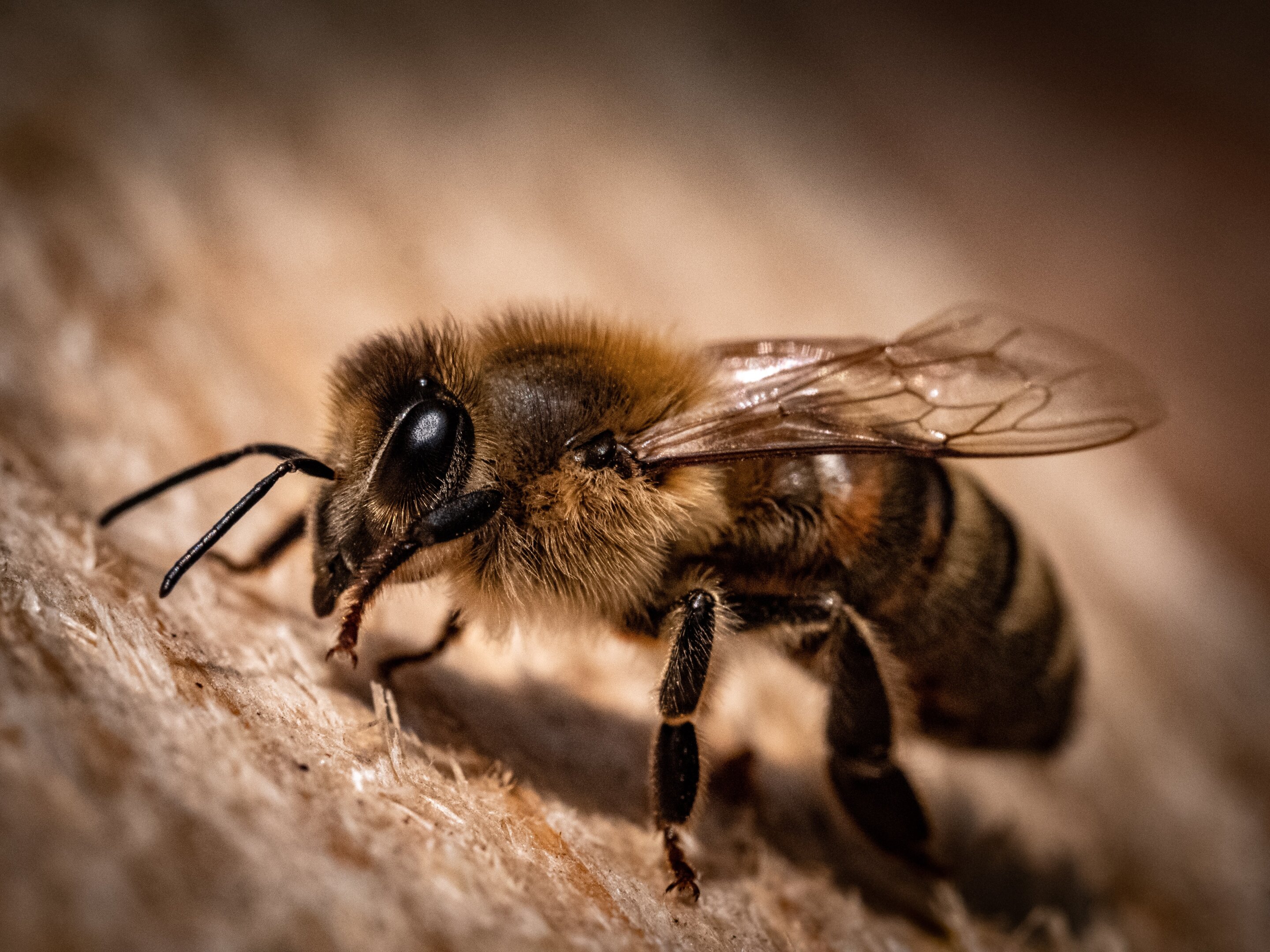 Bees’ ‘waggle dance’ may revolutionize how robots talk to each other in disaster zones