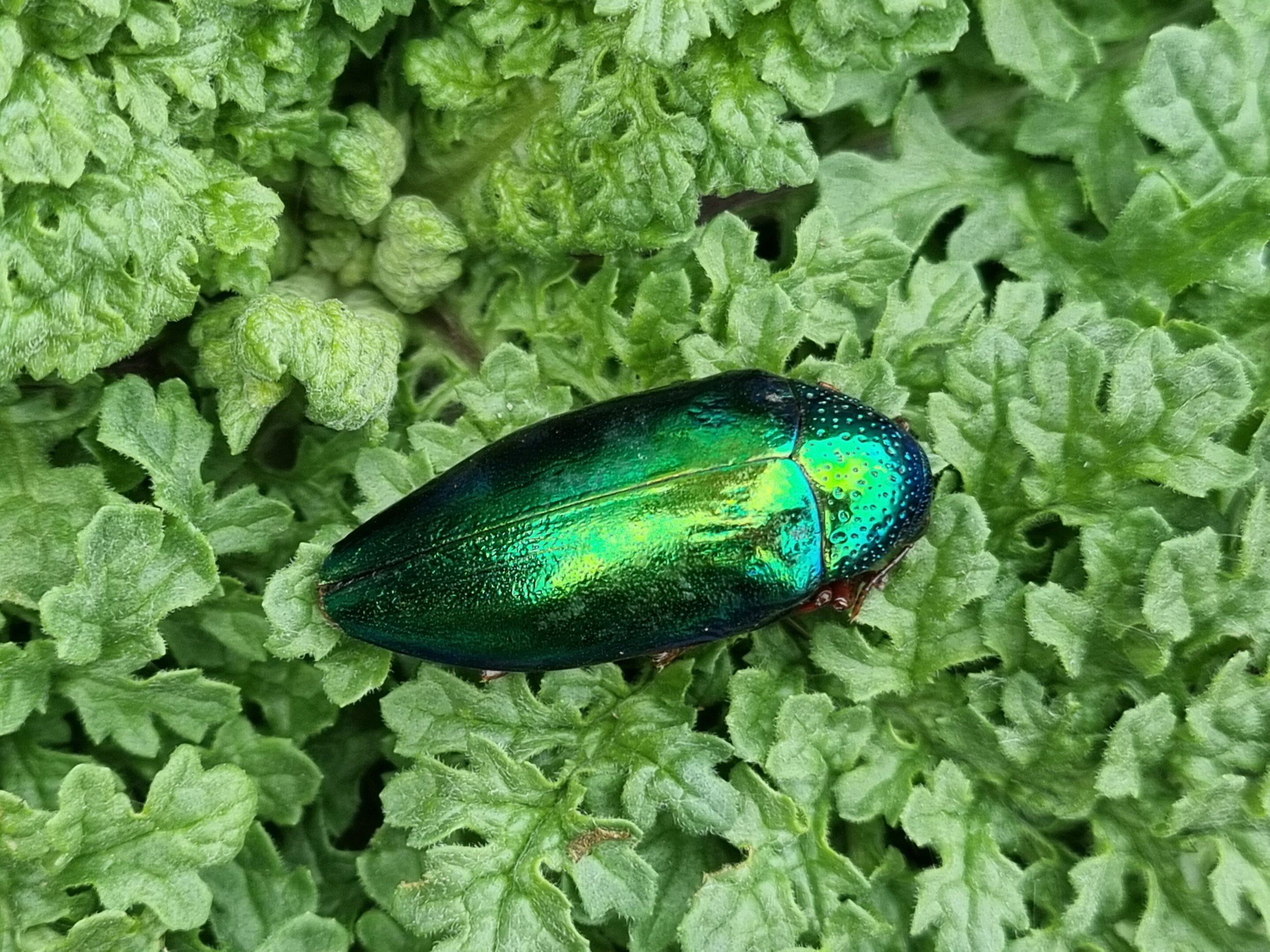 La iridiscencia del escarabajo es una forma engañosa de coloración de alerta, según un estudio