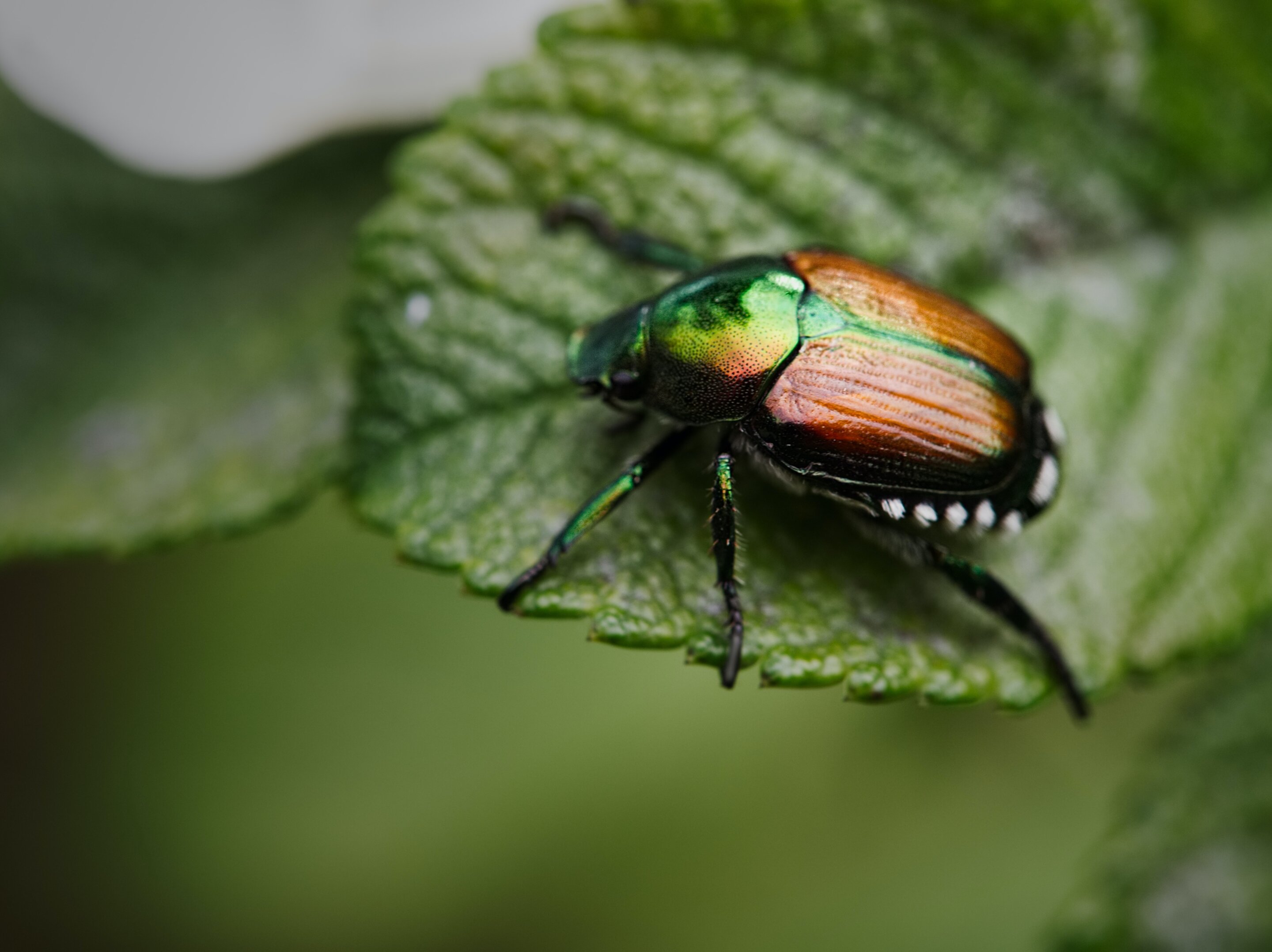#Scientists discover when beetles became prolific