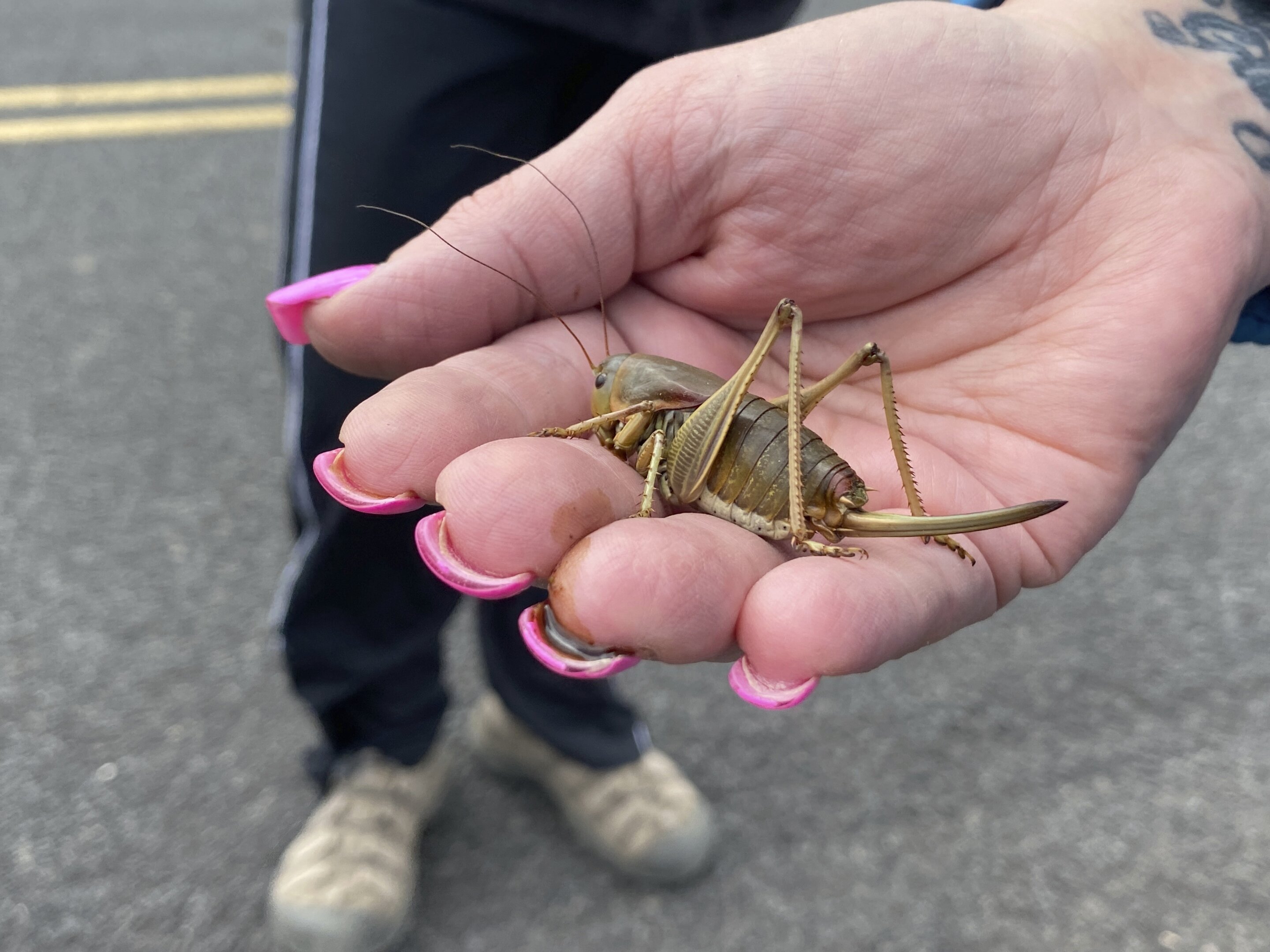 #Mormon crickets swarms spur Oregon push to fight pests