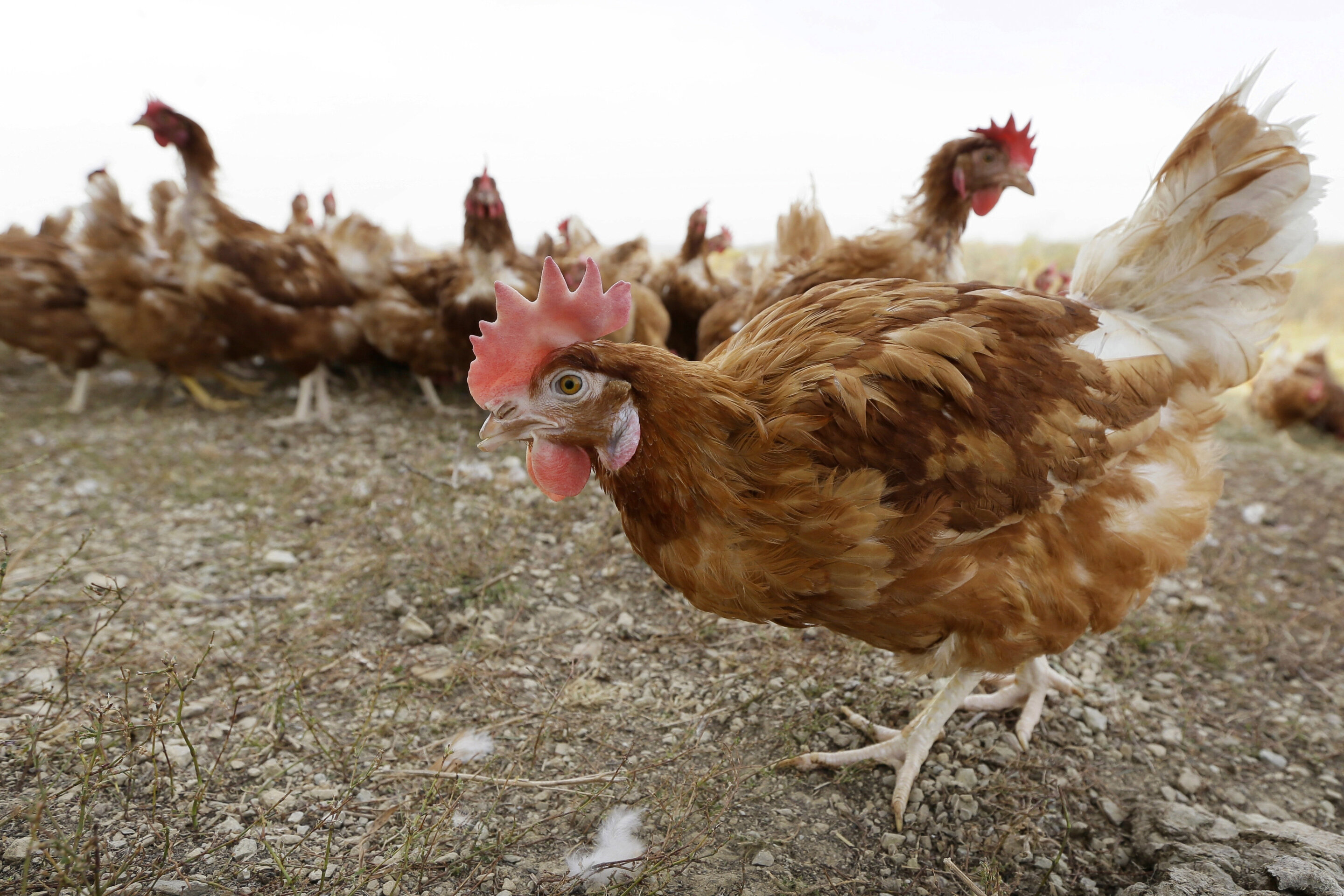 #Bird flu case forces killing of 5.3 million chickens in Iowa