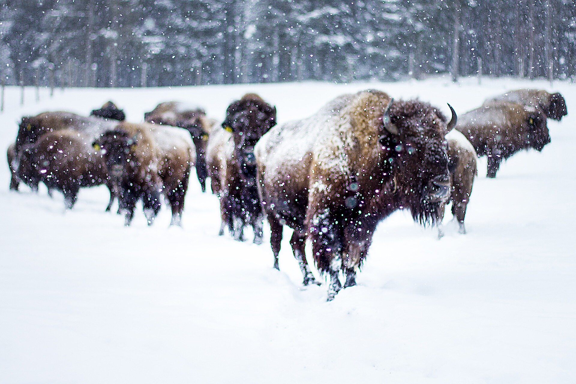 Research documents domestic cattle genetics in modern bison herds