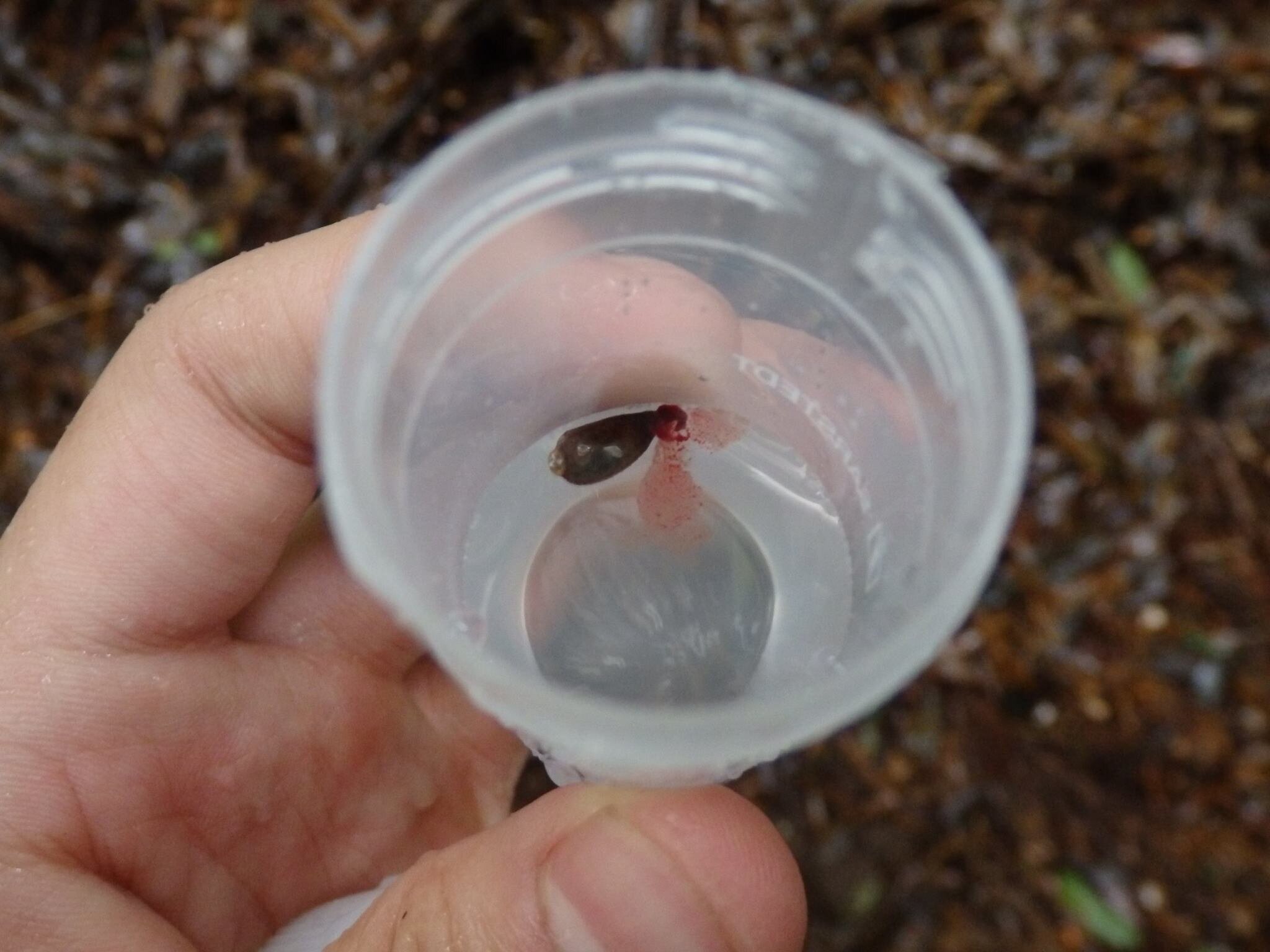Blood-sucking leeches can help scientists map biodiversity