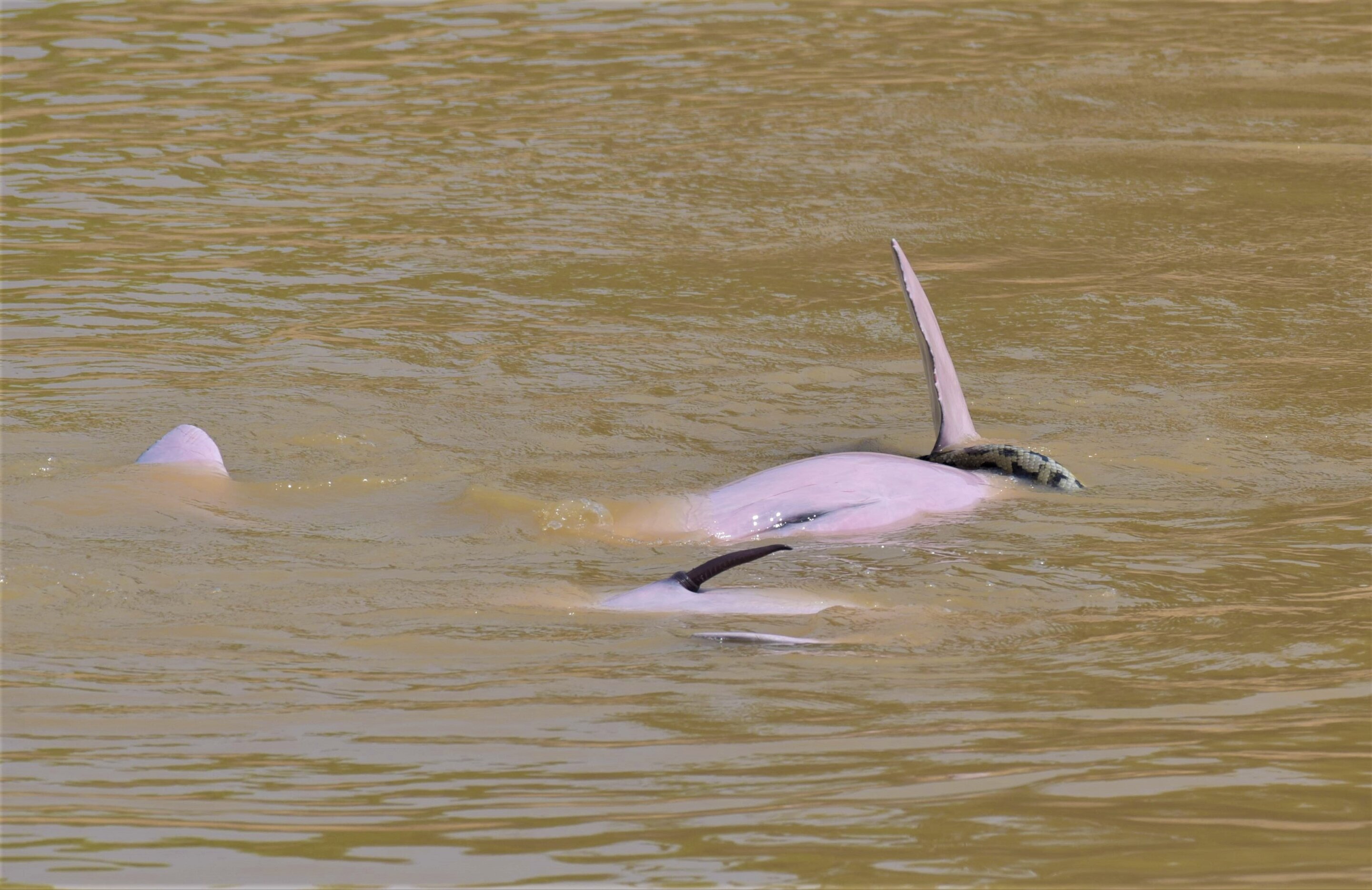 Боливийский Речной Дельфин