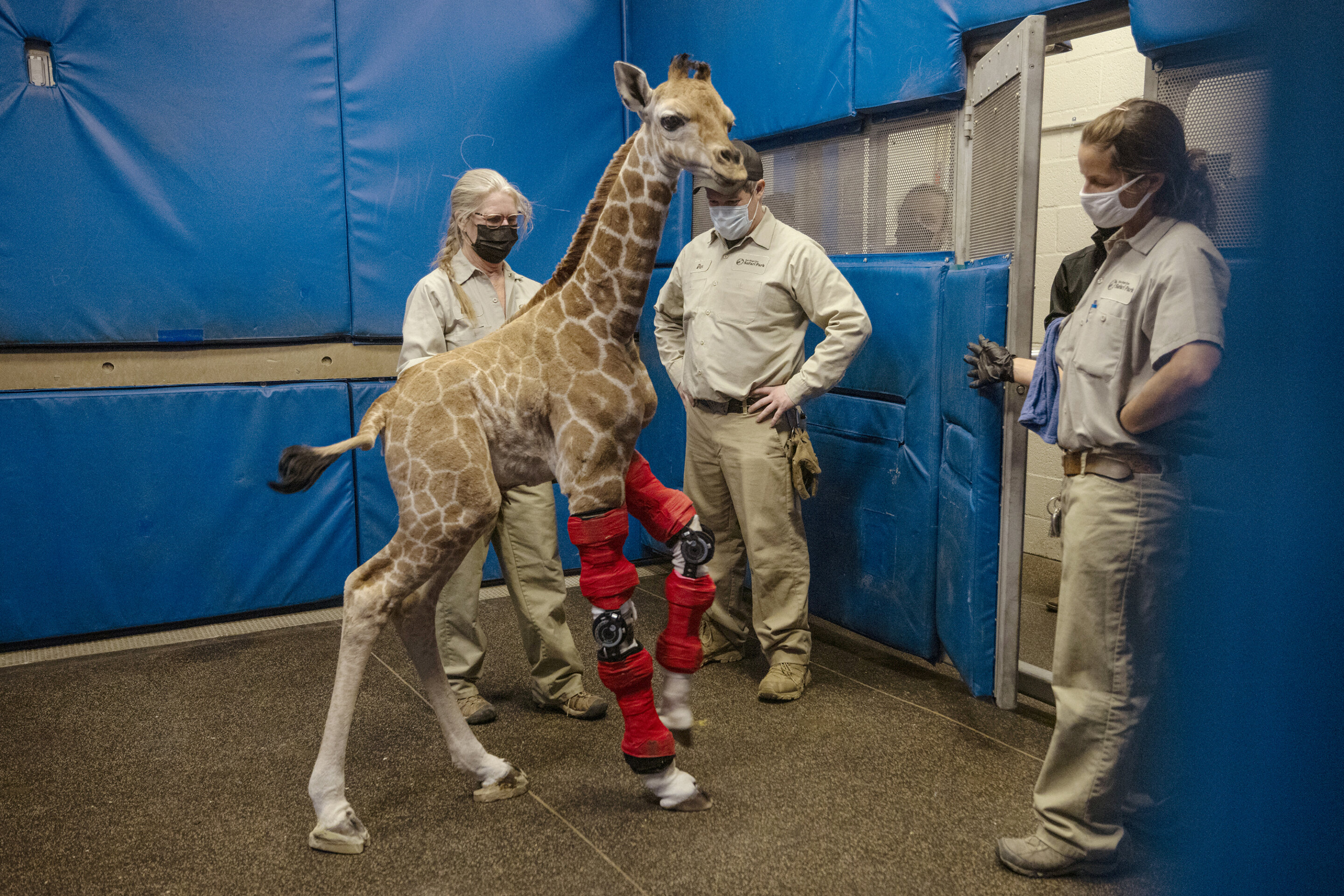 #Bracing for her future: Human medicine rescues giraffe