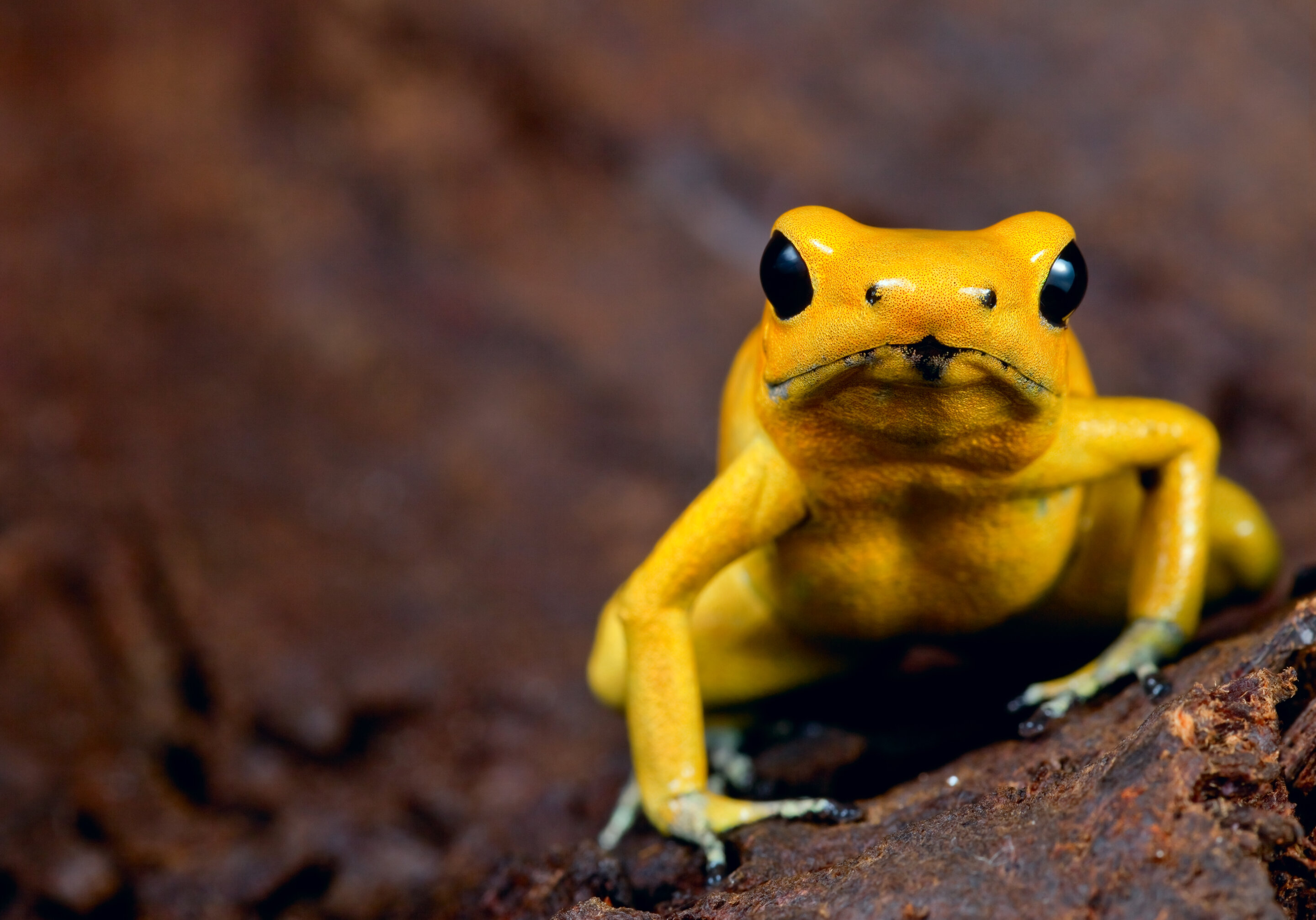 Bright colors in the animal kingdom: Why some use them to impress and others to ..