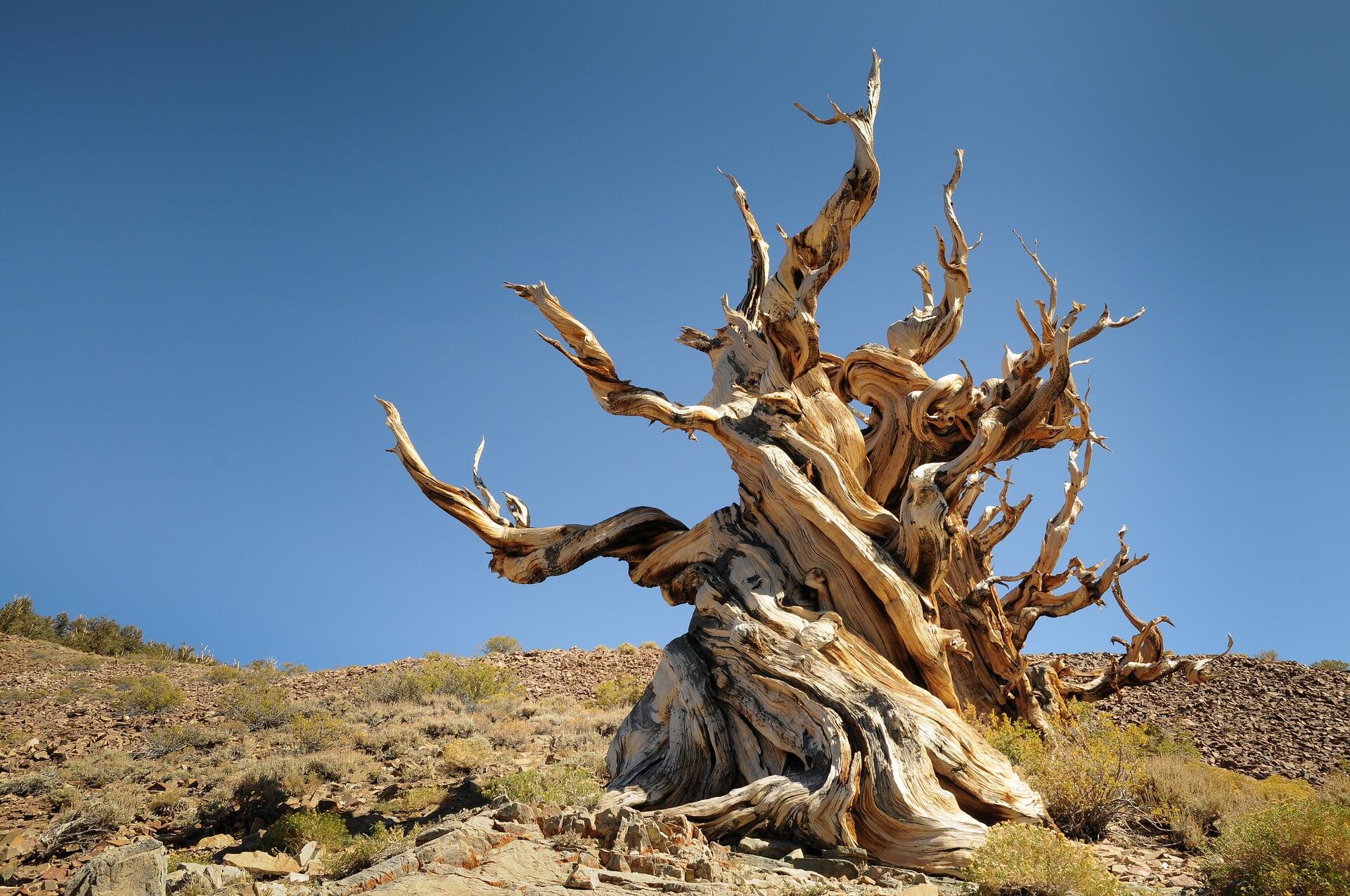 El árbol más antiguo del mundo es capaz de revelar los secretos del planeta
