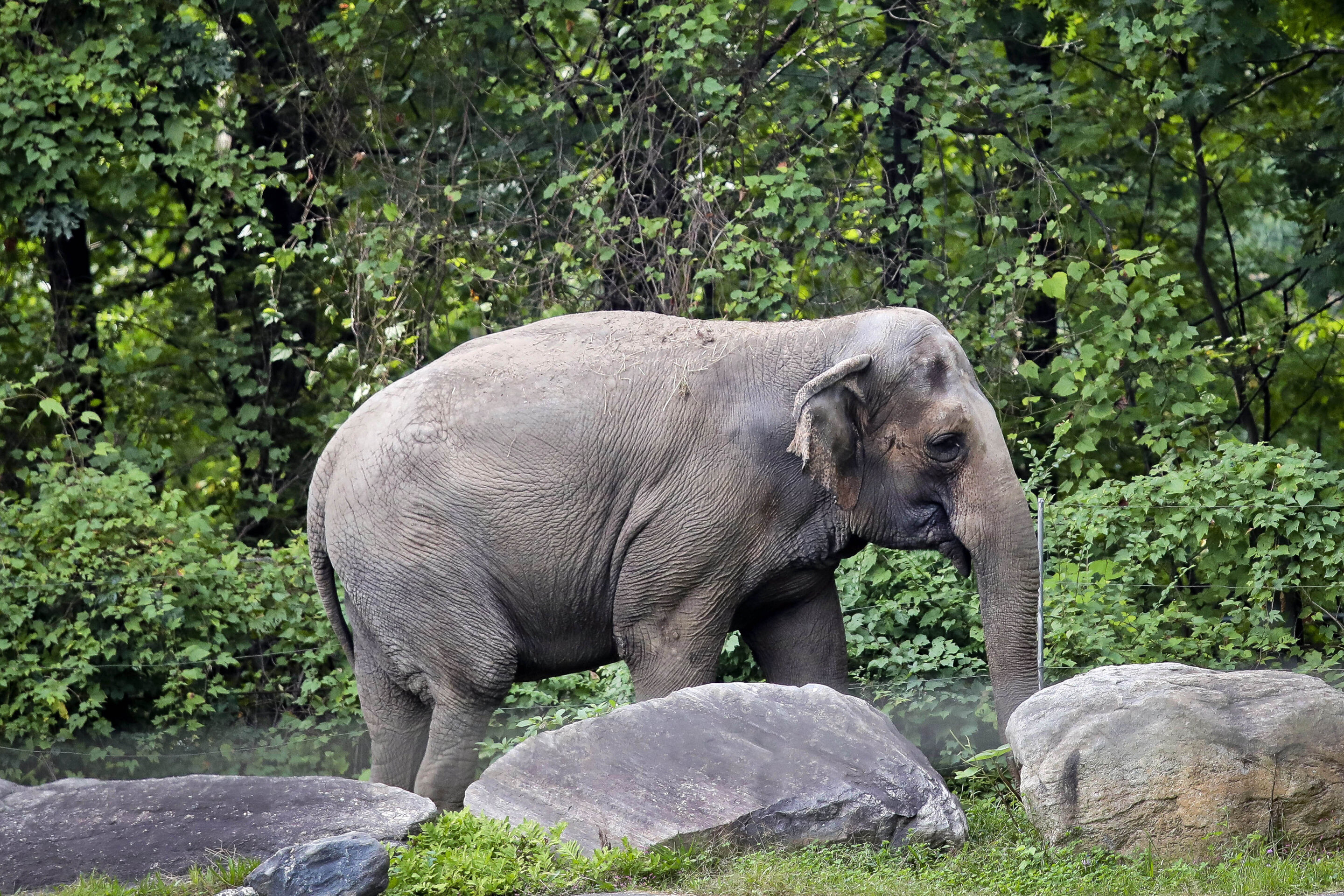 Бронкский зоопарк. Bronx Zoo Elephant. Гибрид Льва и слона. Elephant at the Zoo. Elephant name