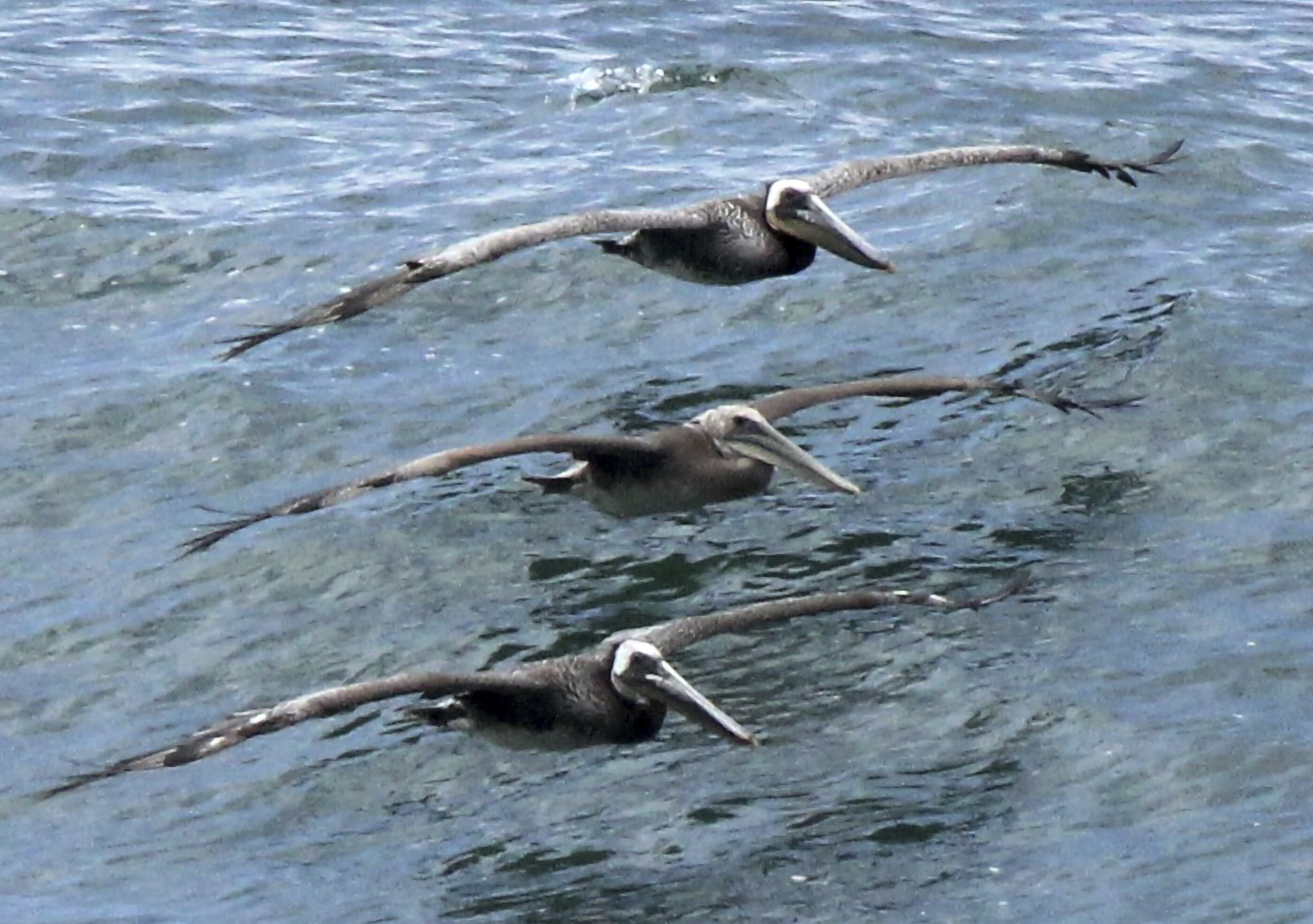 photo of California investigating sick and dying brown pelicans image