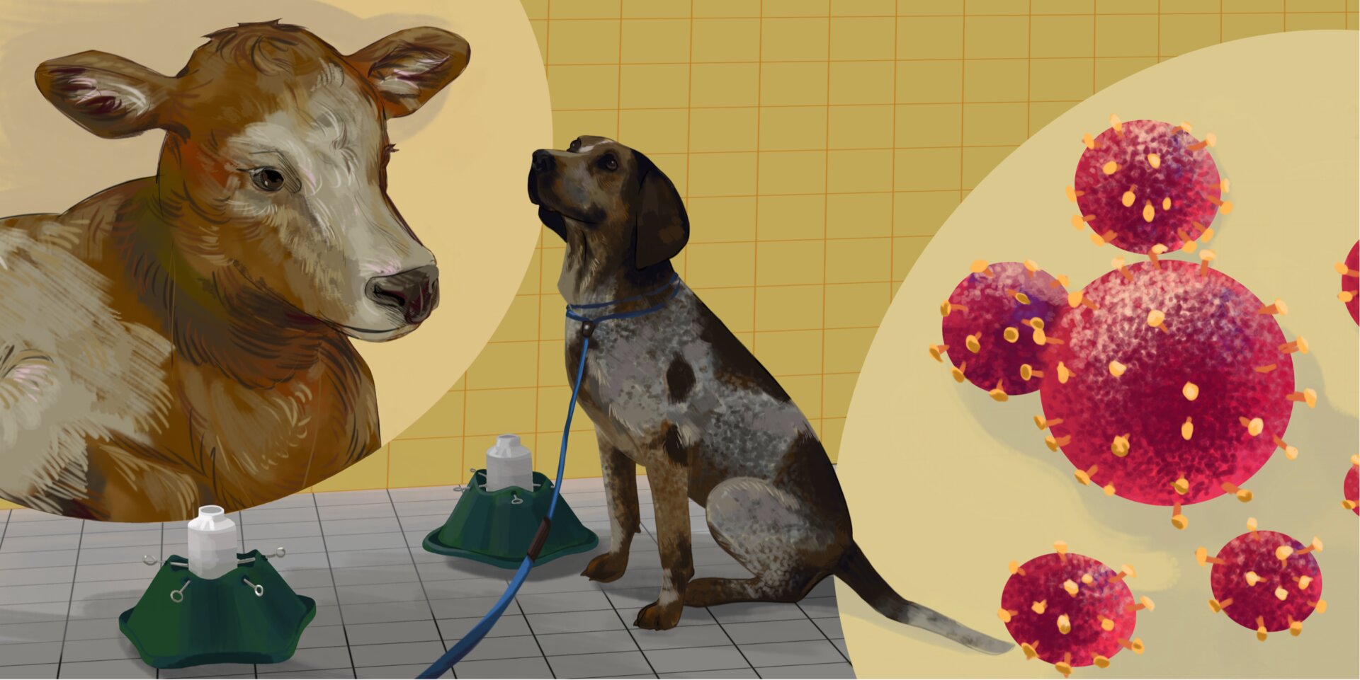 Can dogs sniff out bovine respiratory disease?