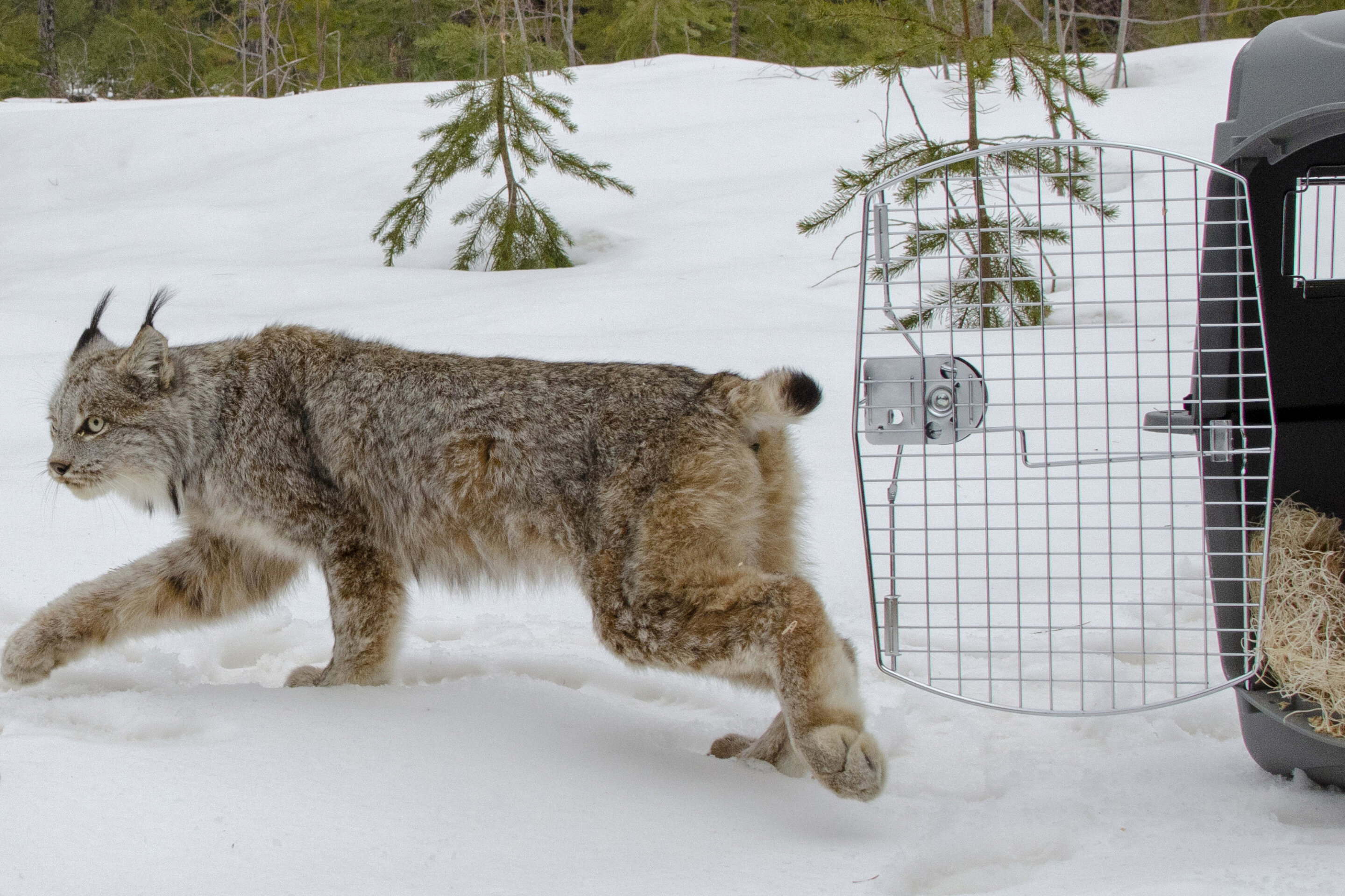 #Canada lynx protections deal sealed by US, environmentalists