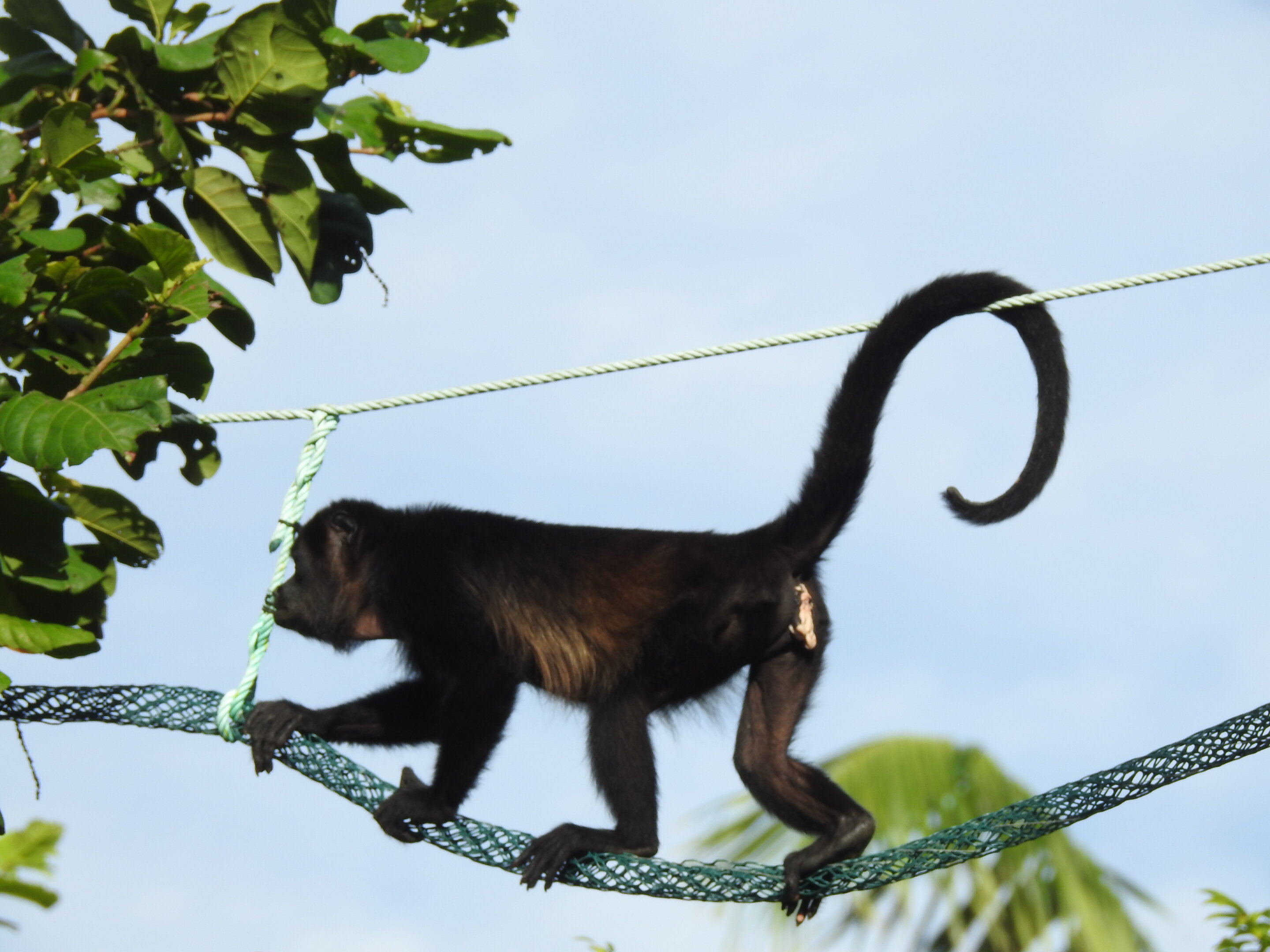 Canopy bridges key to habitat connectivity globally and arboreal animal  conservation: Case studies from around the world